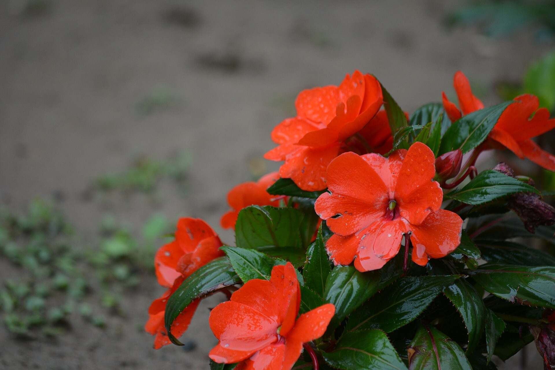 Impatiens — flowers or notable detail