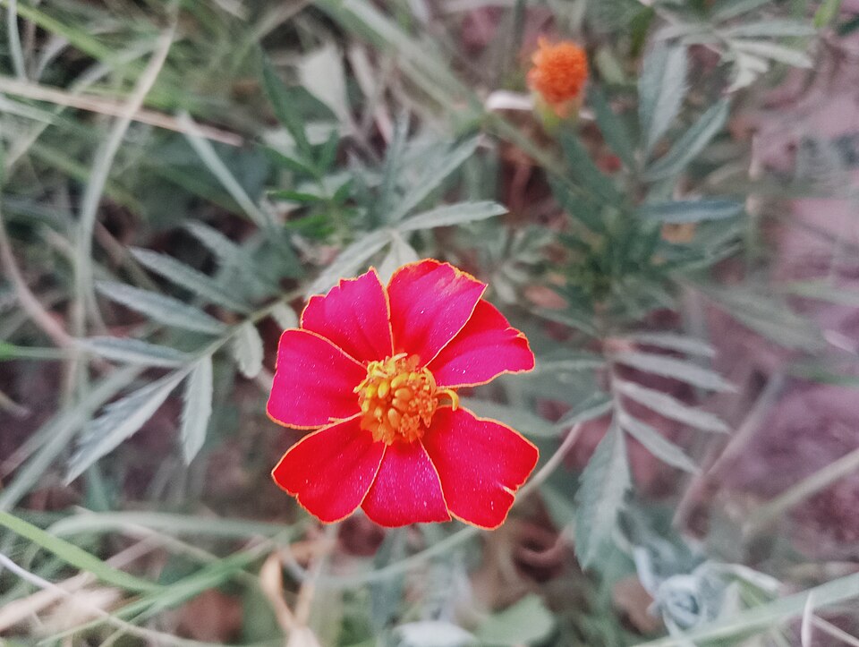 Marigold, Janie French — whole plant