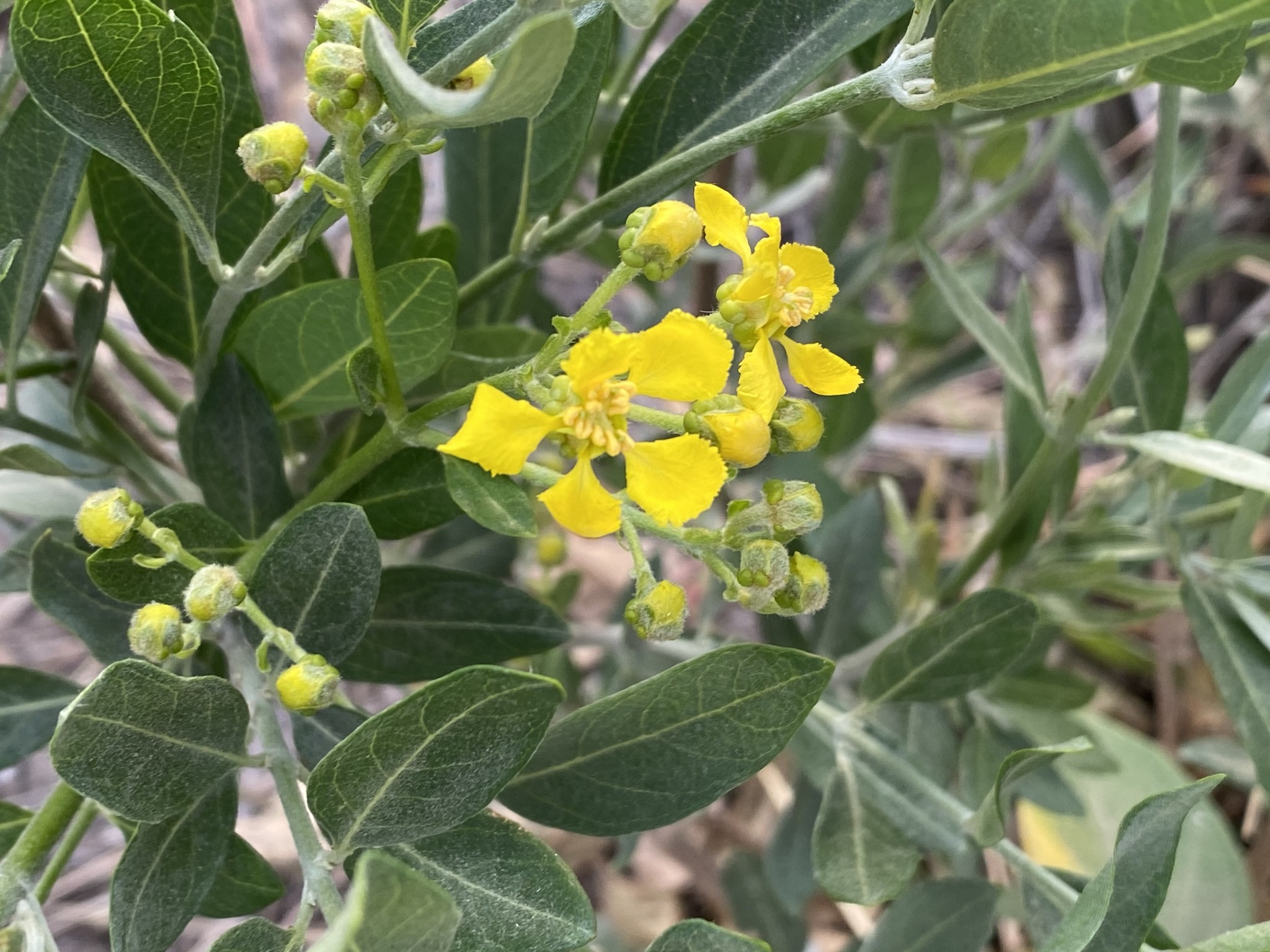 Vine, Butterlfy — flowers or notable detail