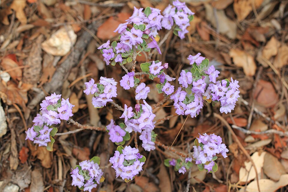 Texas Sage, Rio Bravo — whole plant