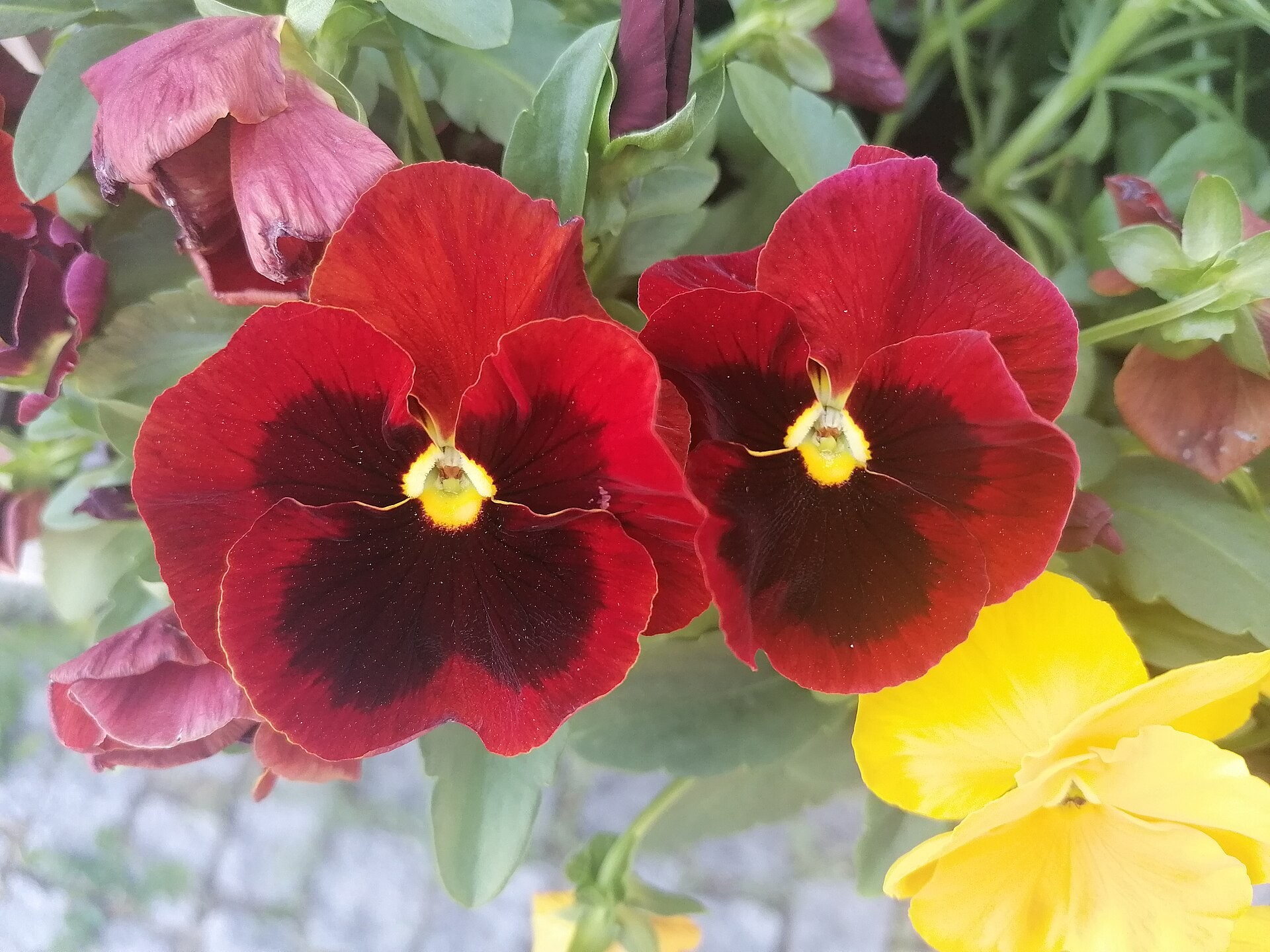 Pansy, Blotch — whole plant