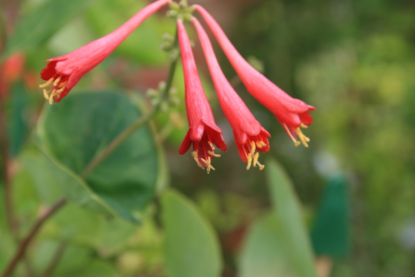 Honeysuckle, Coral — flowers or notable detail