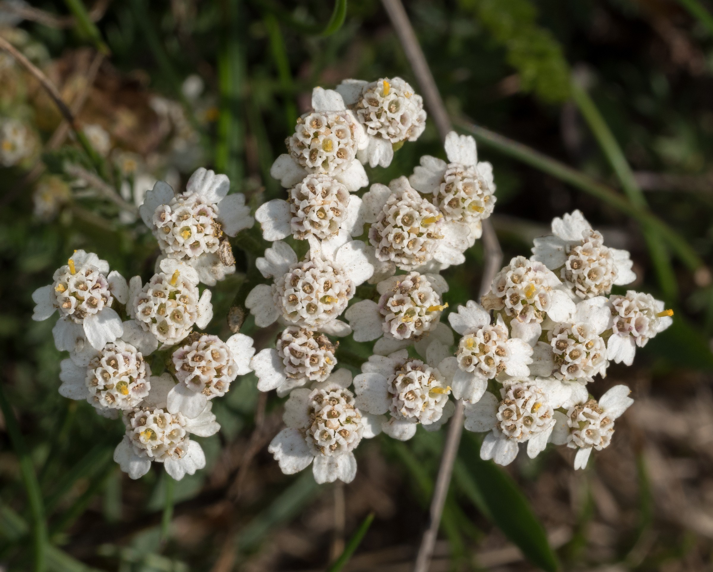 Yarrow — flowers or notable detail