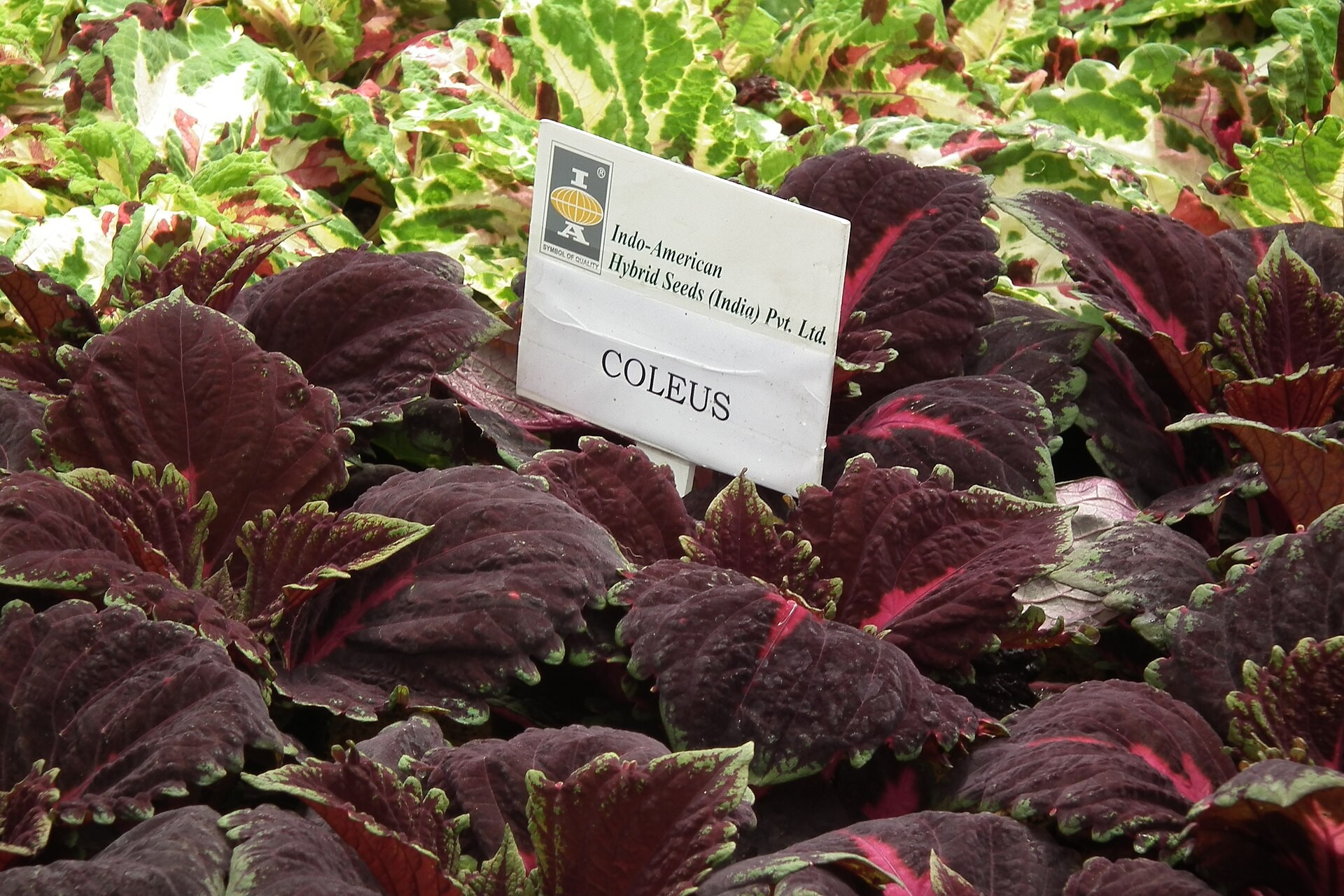 Coleus — flowers or notable detail