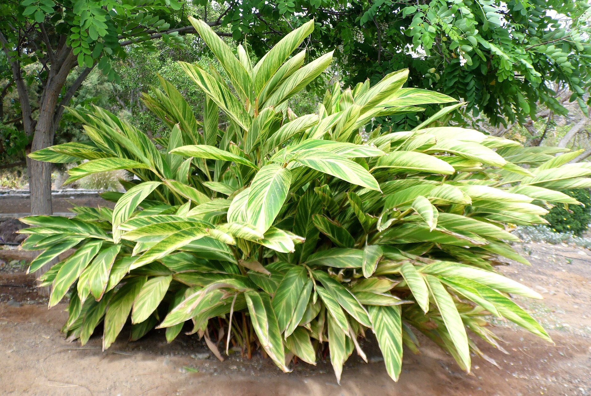 Ginger, Tri Color — whole plant