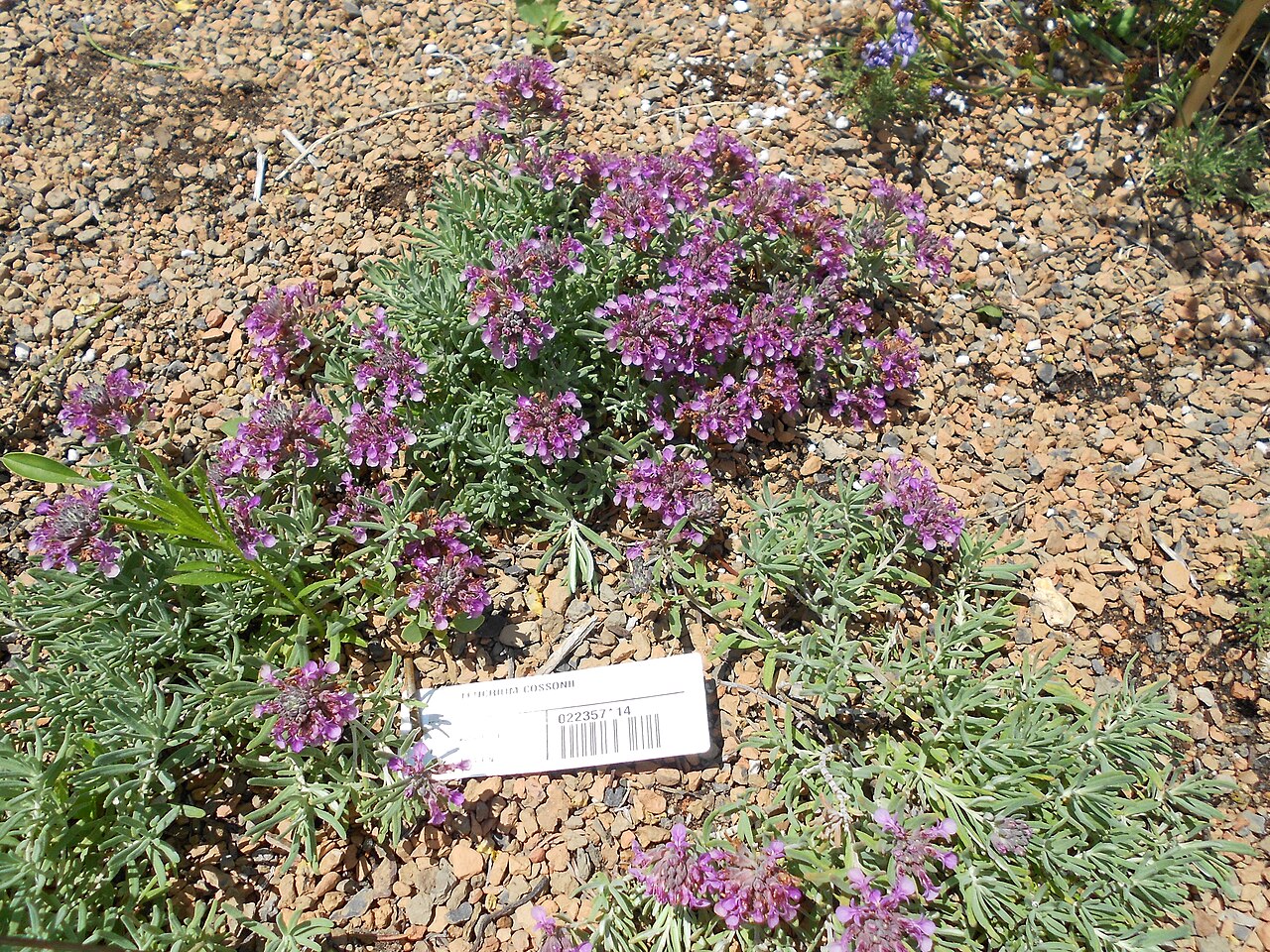 Germander, Creeping — whole plant