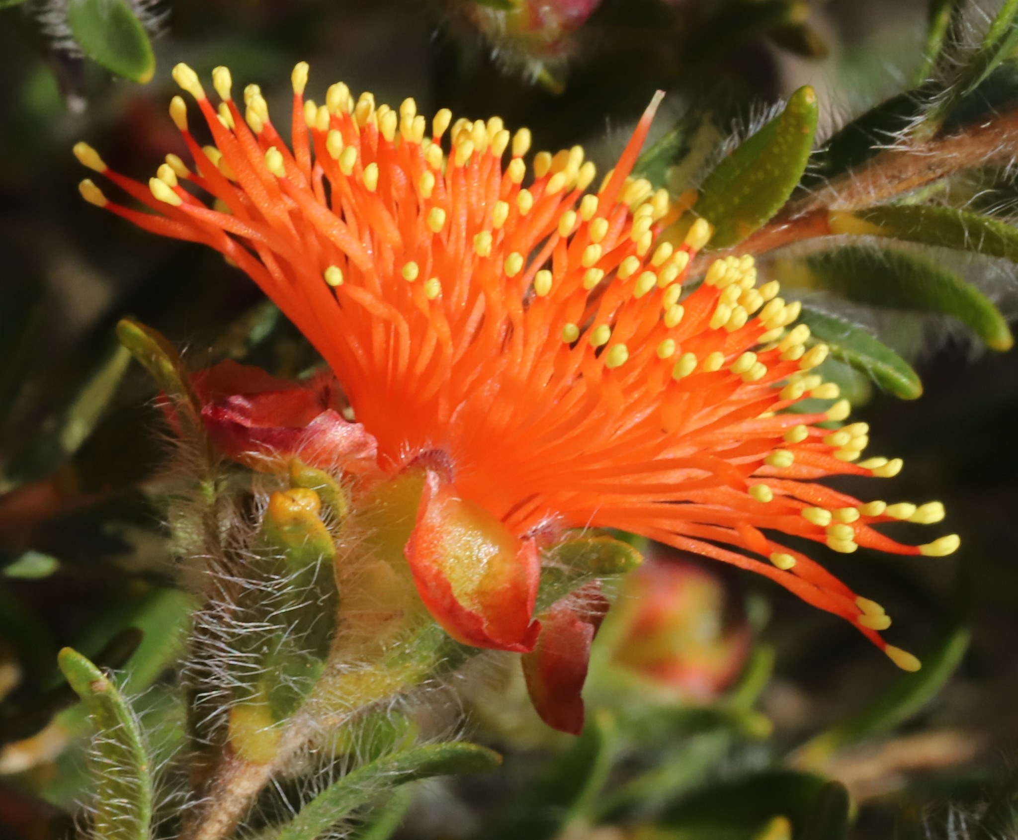 Bottlebrush, Dwarf — whole plant