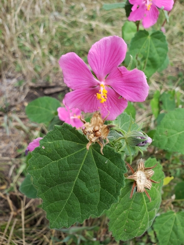 Pavonia (rock Rose) — whole plant