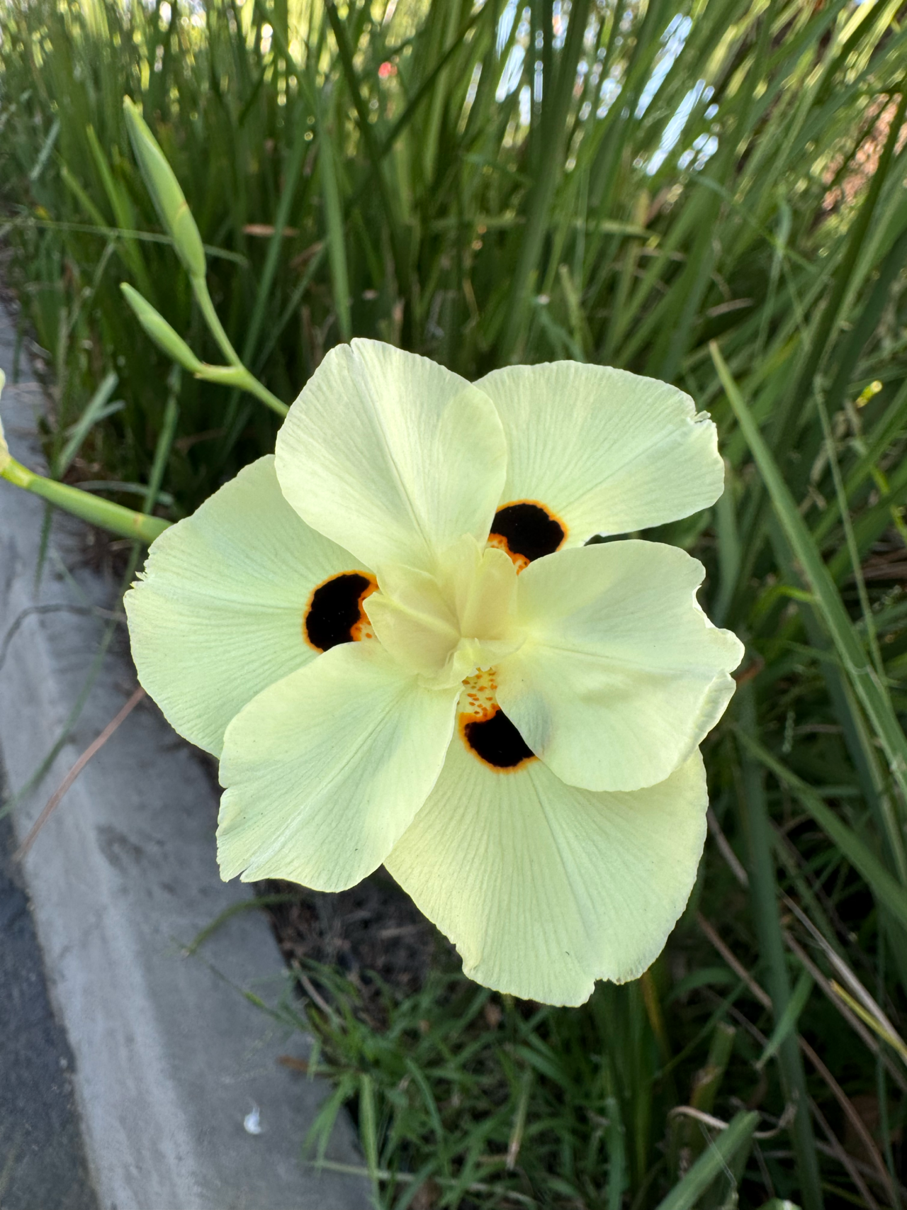 Iris, Bicolor — flowers or notable detail