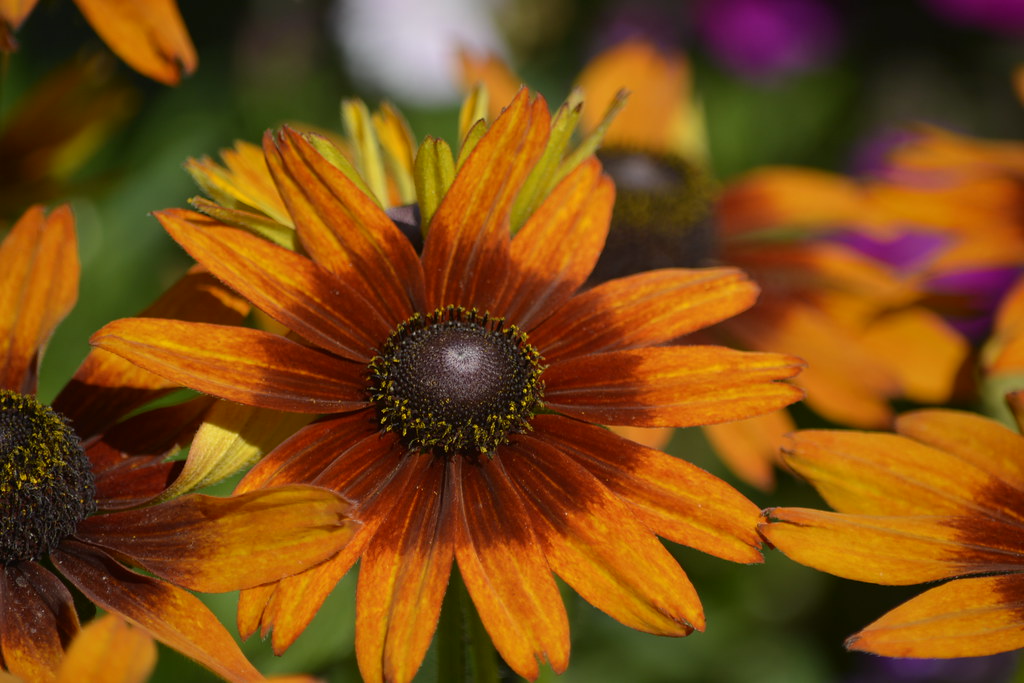 Rudbeckia — whole plant
