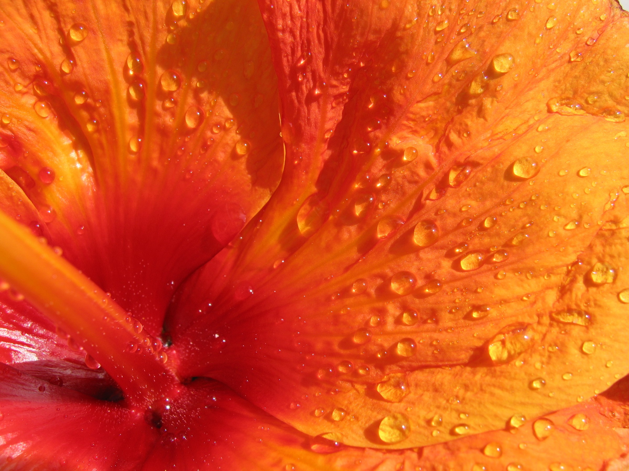 Hibiscus, Tropical — flowers or notable detail
