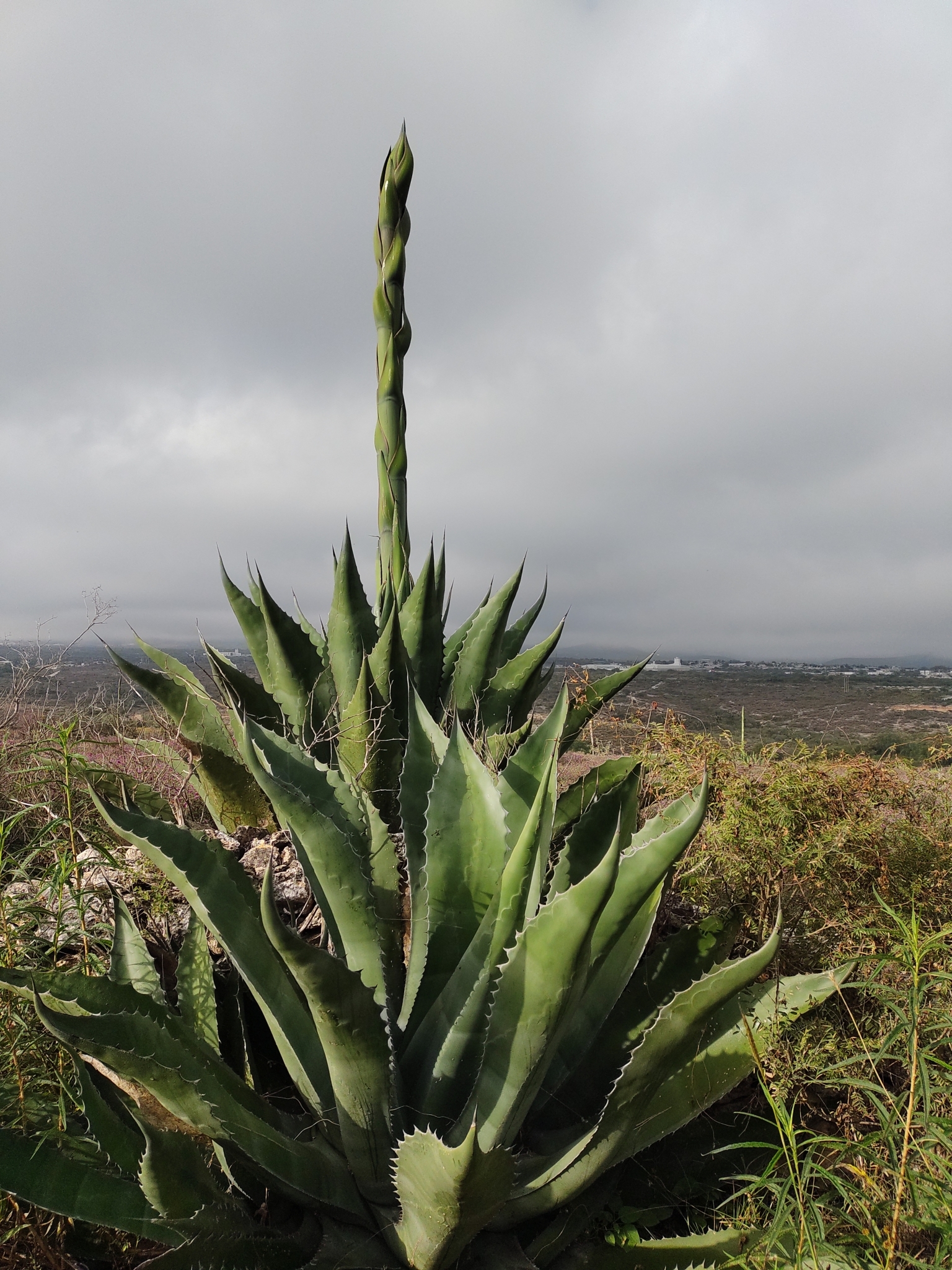 Agave, Green Goblet/Ferox — leaf structure (margins, teeth, imprint, color)