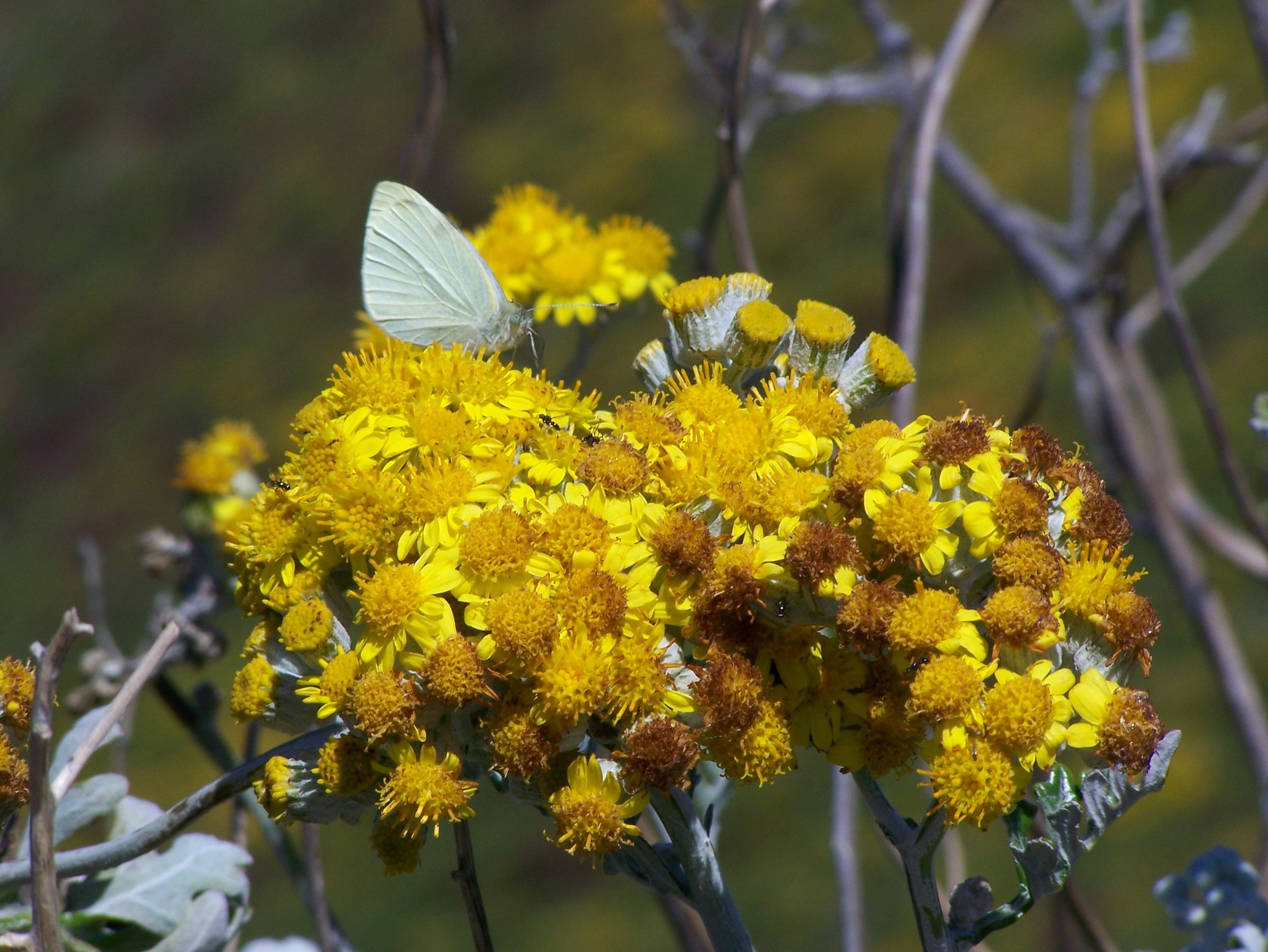 Dusty Miller — flowers or notable detail