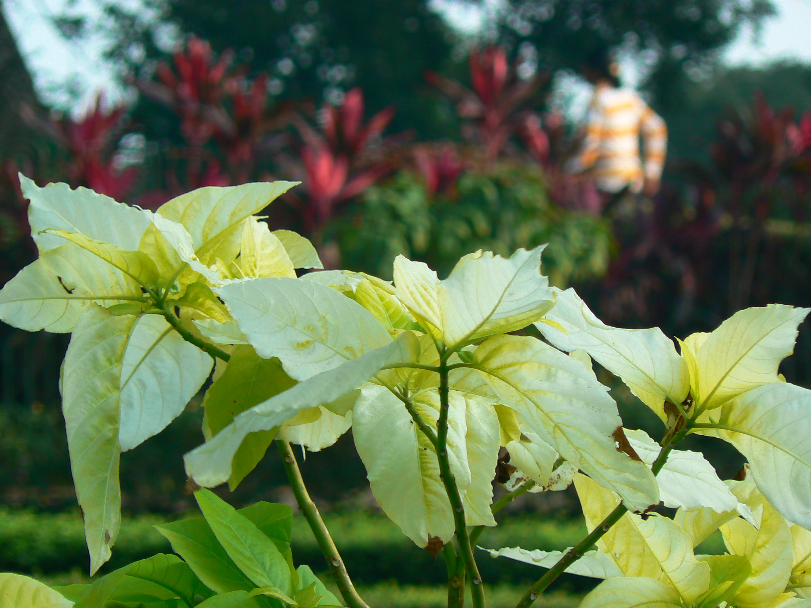 Bougainvillea — whole plant