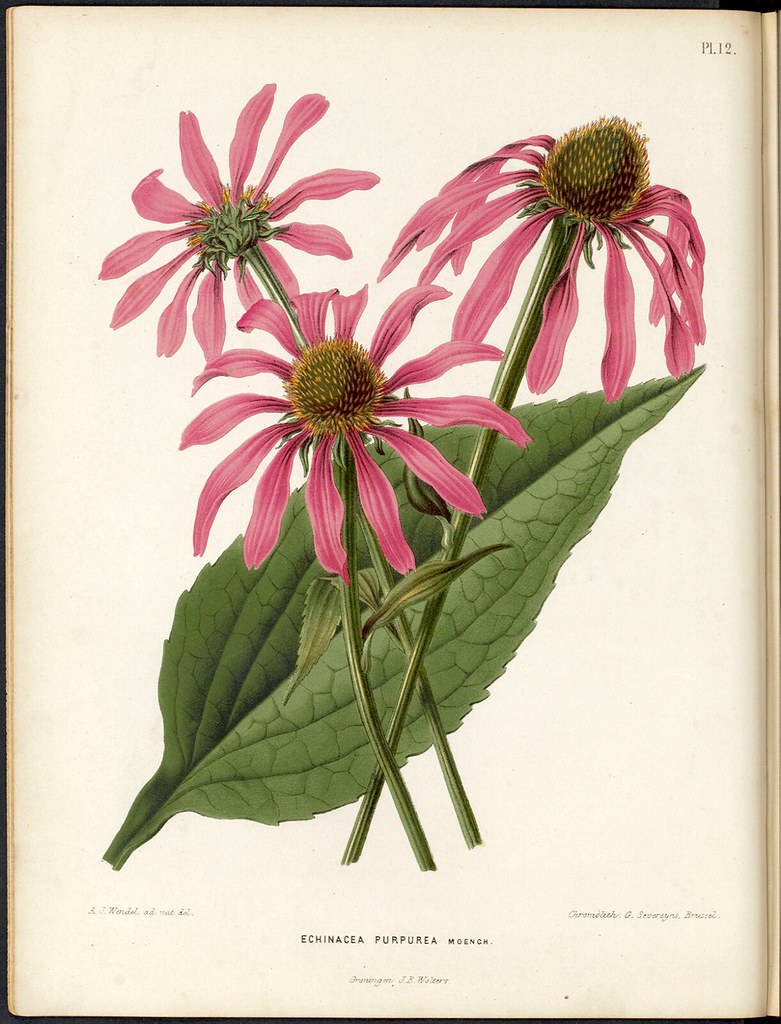 Purple Coneflower — whole plant