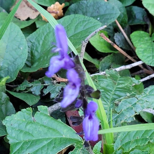Salvia Guaranitica, Black And Blue — whole plant