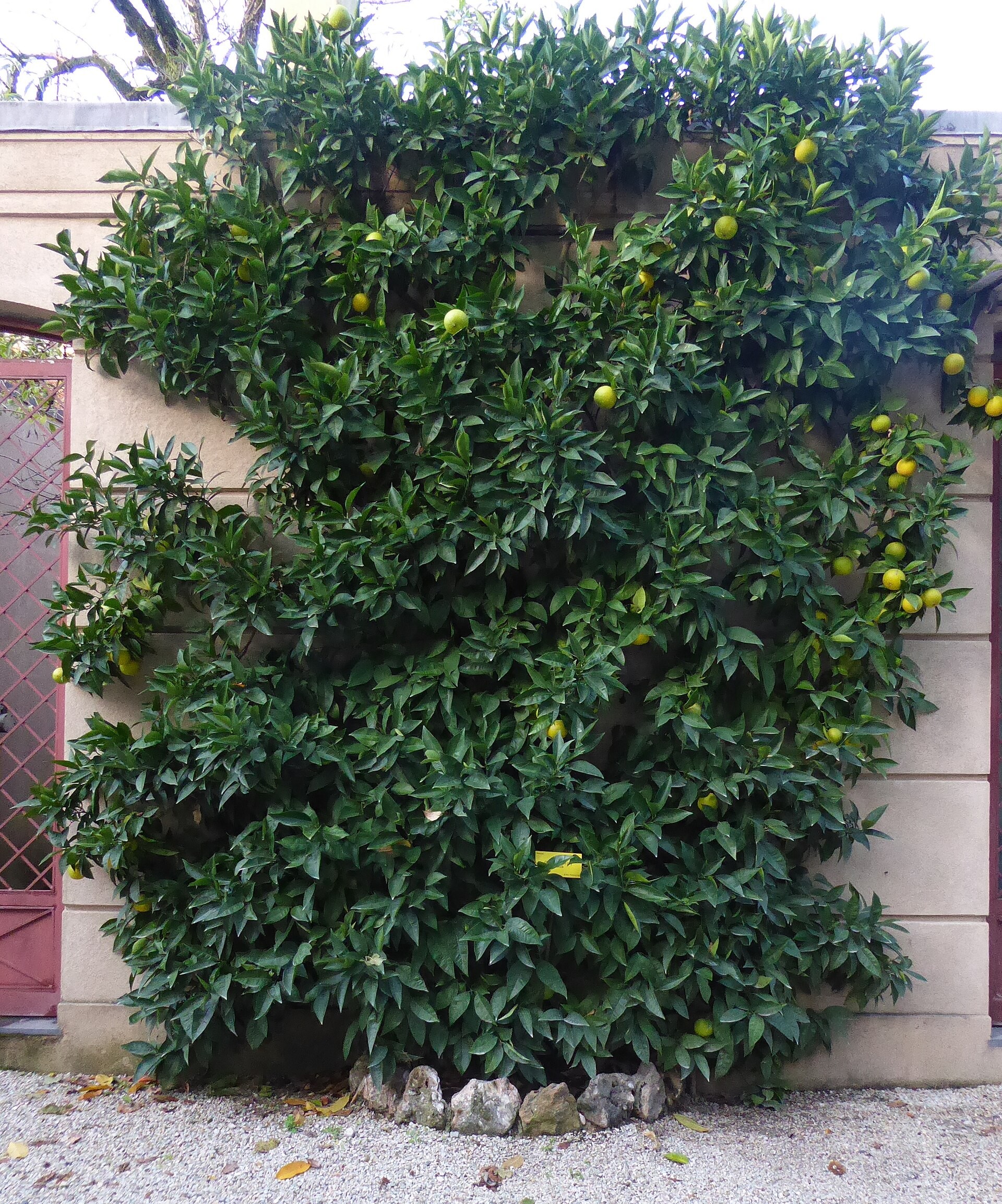 Citrus — whole plant