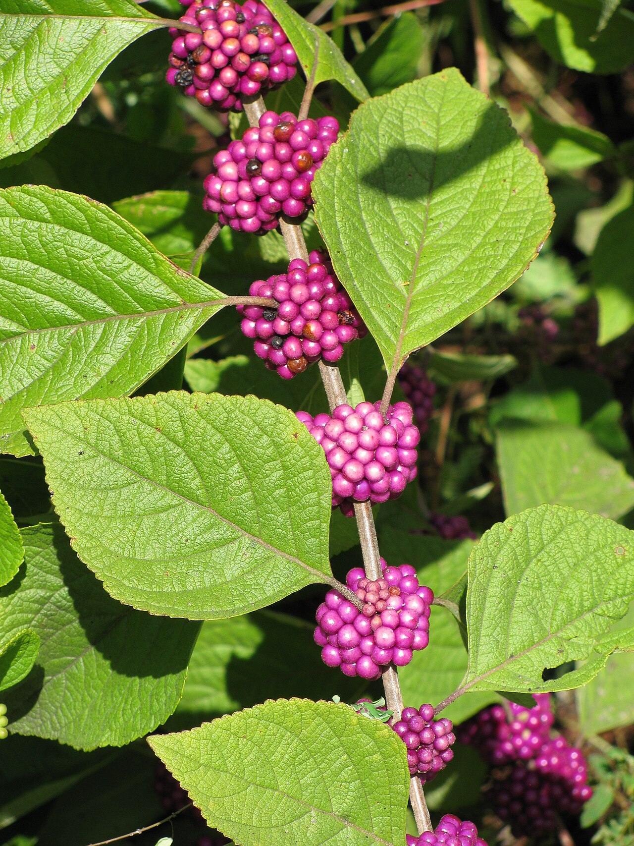 Beautyberry — whole plant