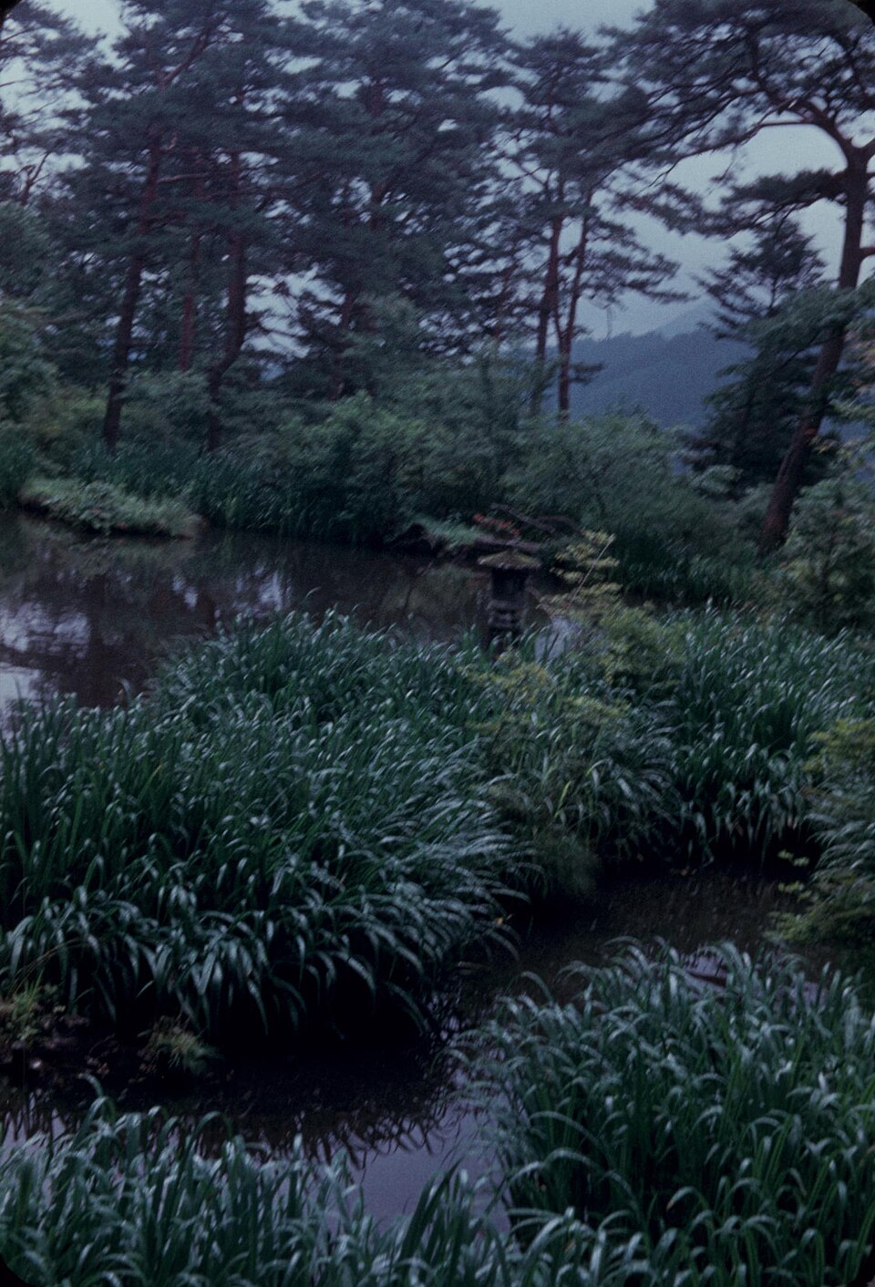 Grass, Aztec — whole plant