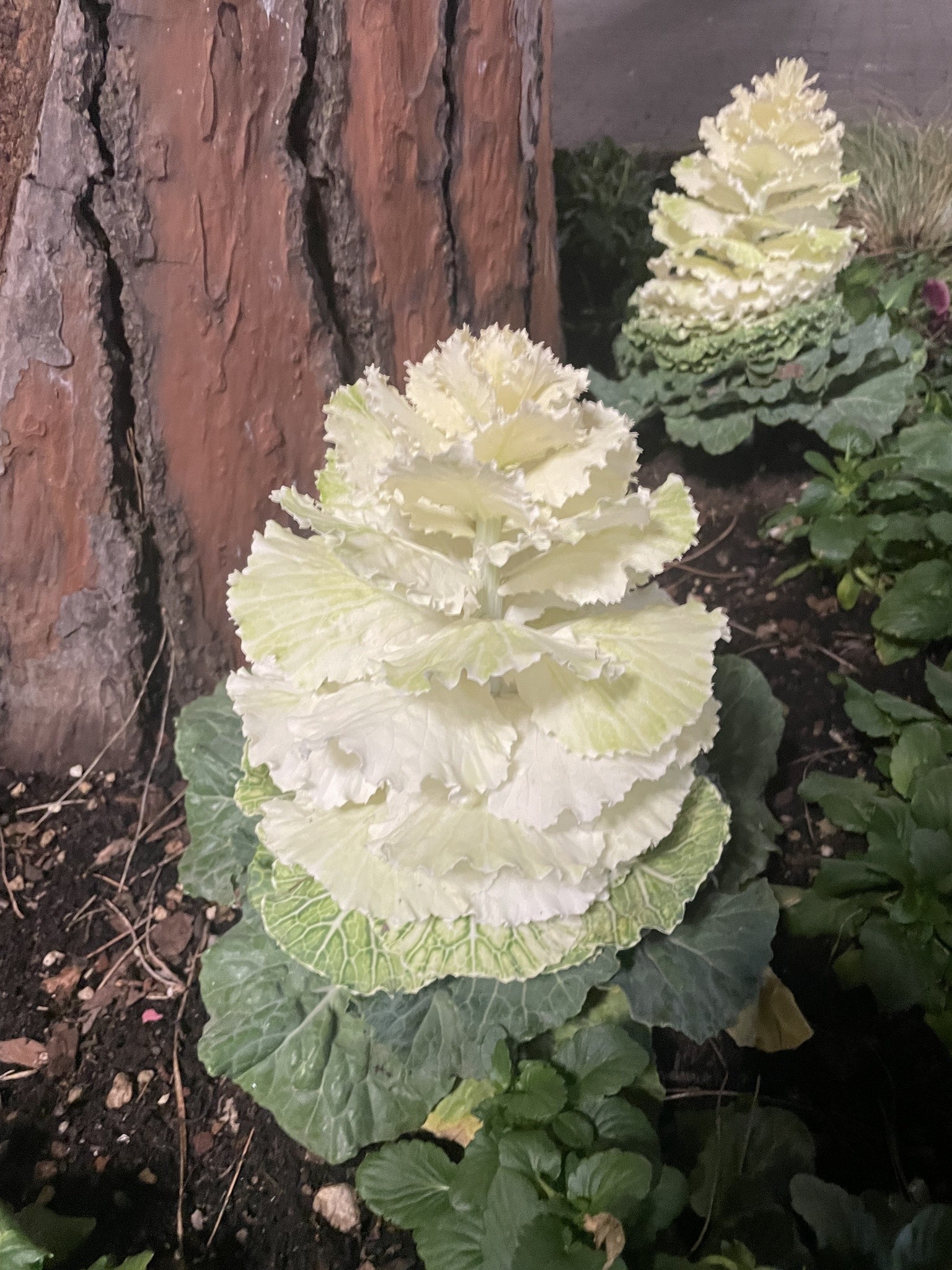 Kale, Red — flowers or notable detail