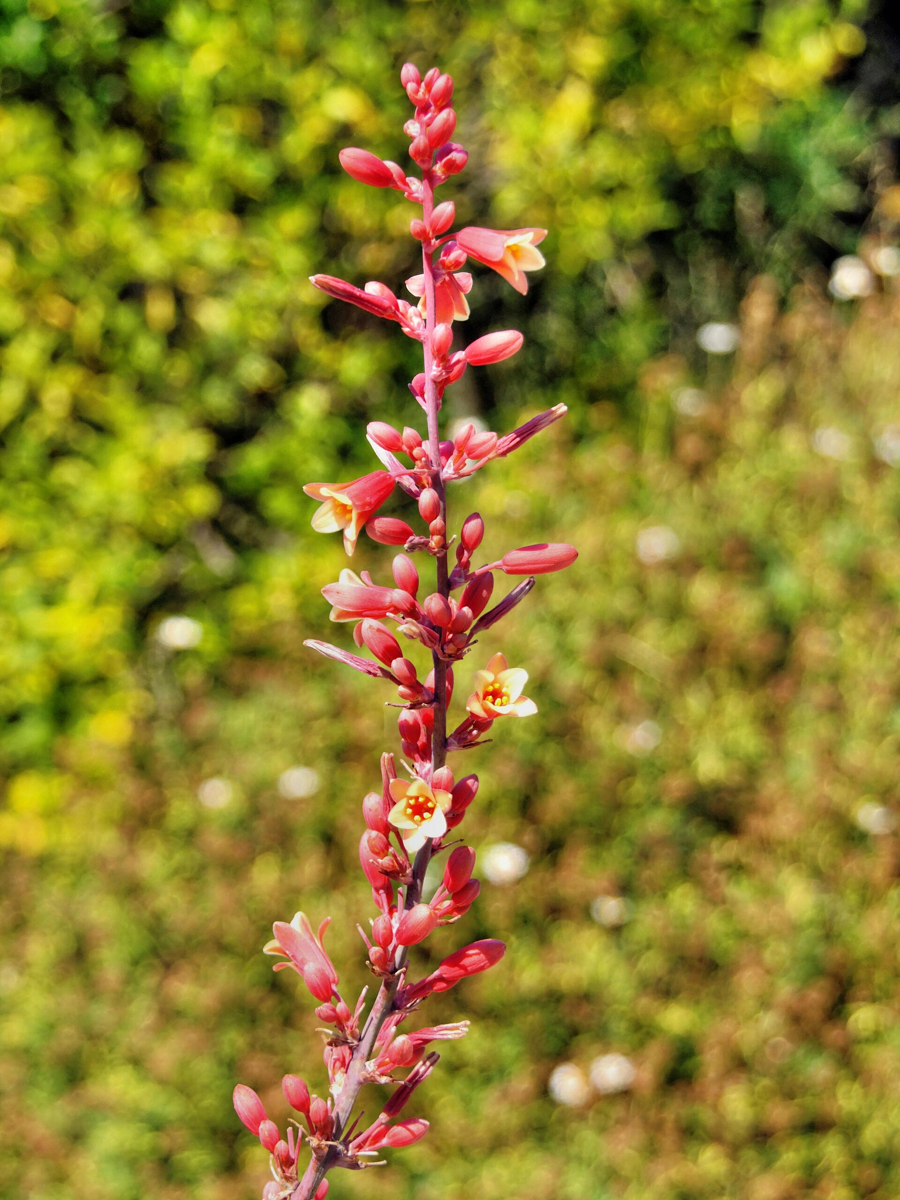 Red Yucca — flowers or notable detail