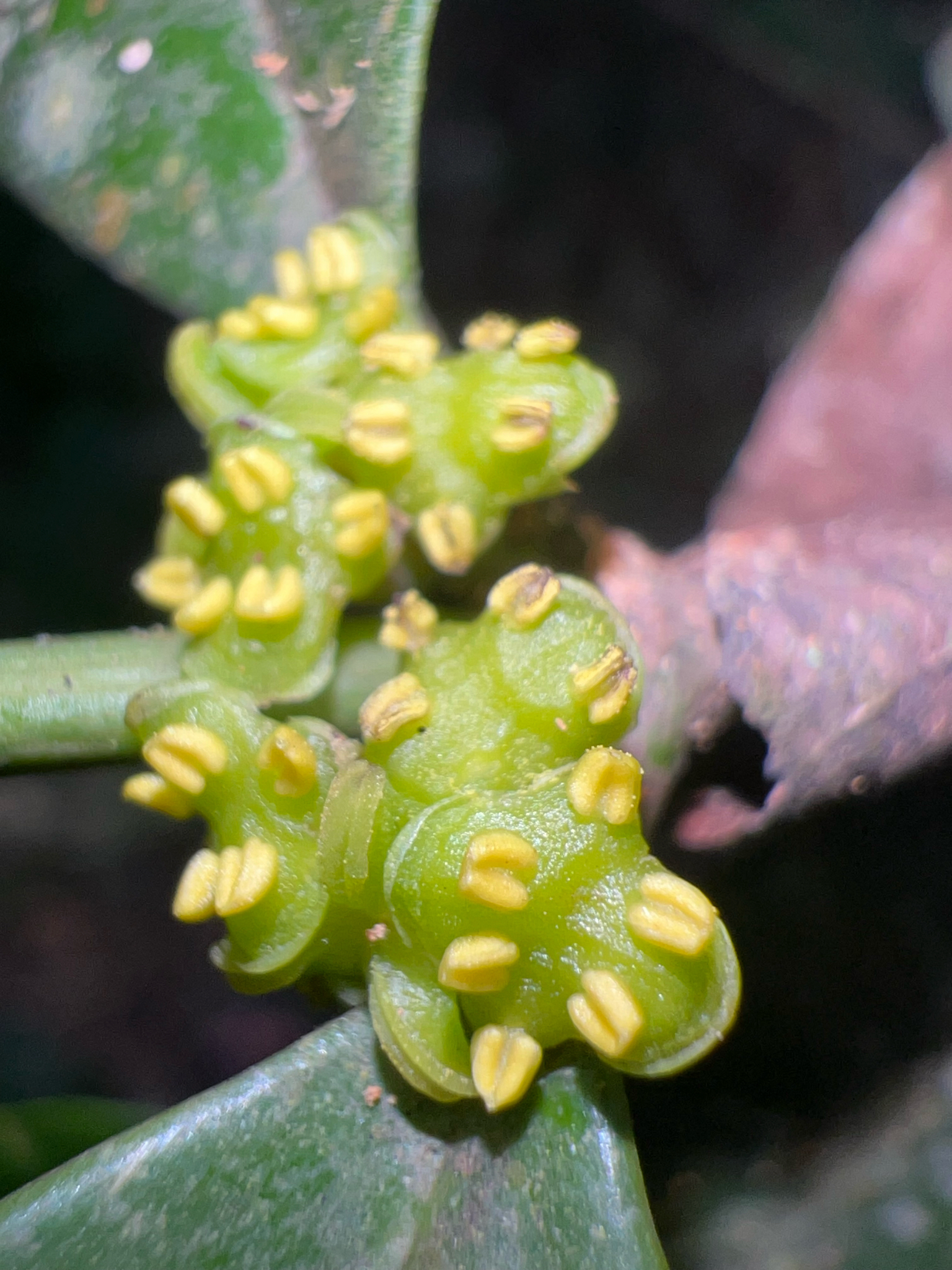 Boxwood, Baby Gem — whole plant
