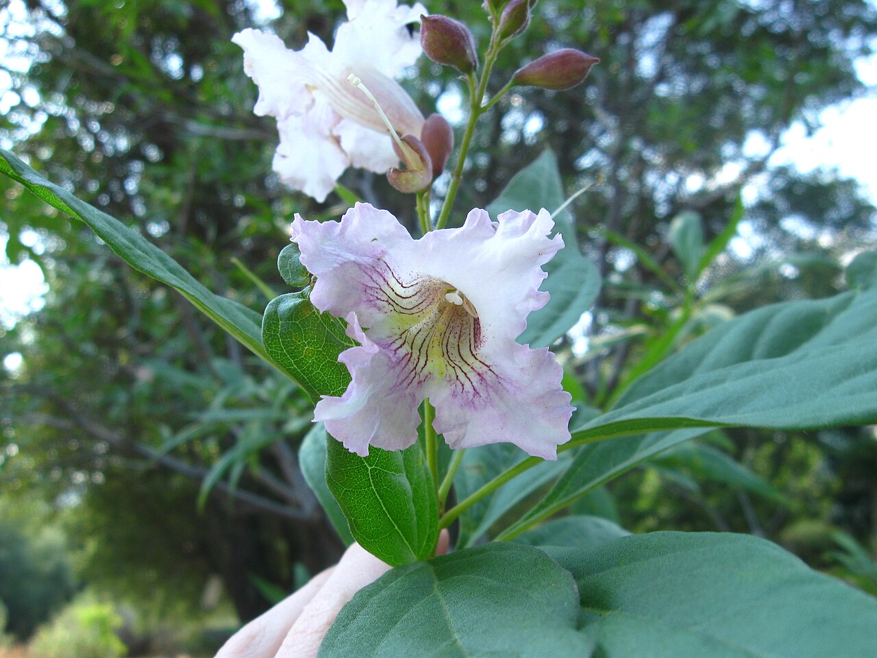 Chitalpa — flowers or notable detail