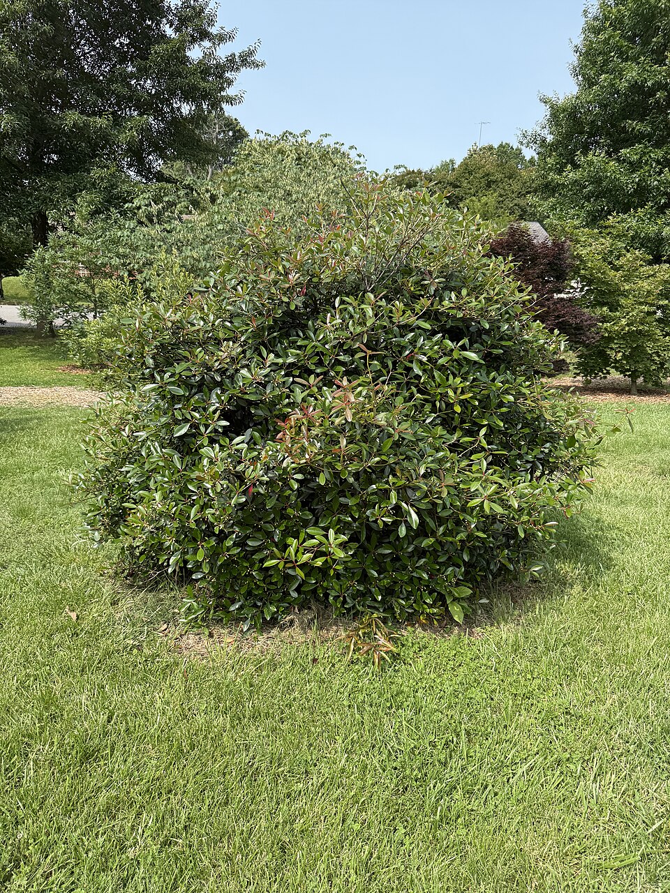 Cleyera — whole plant