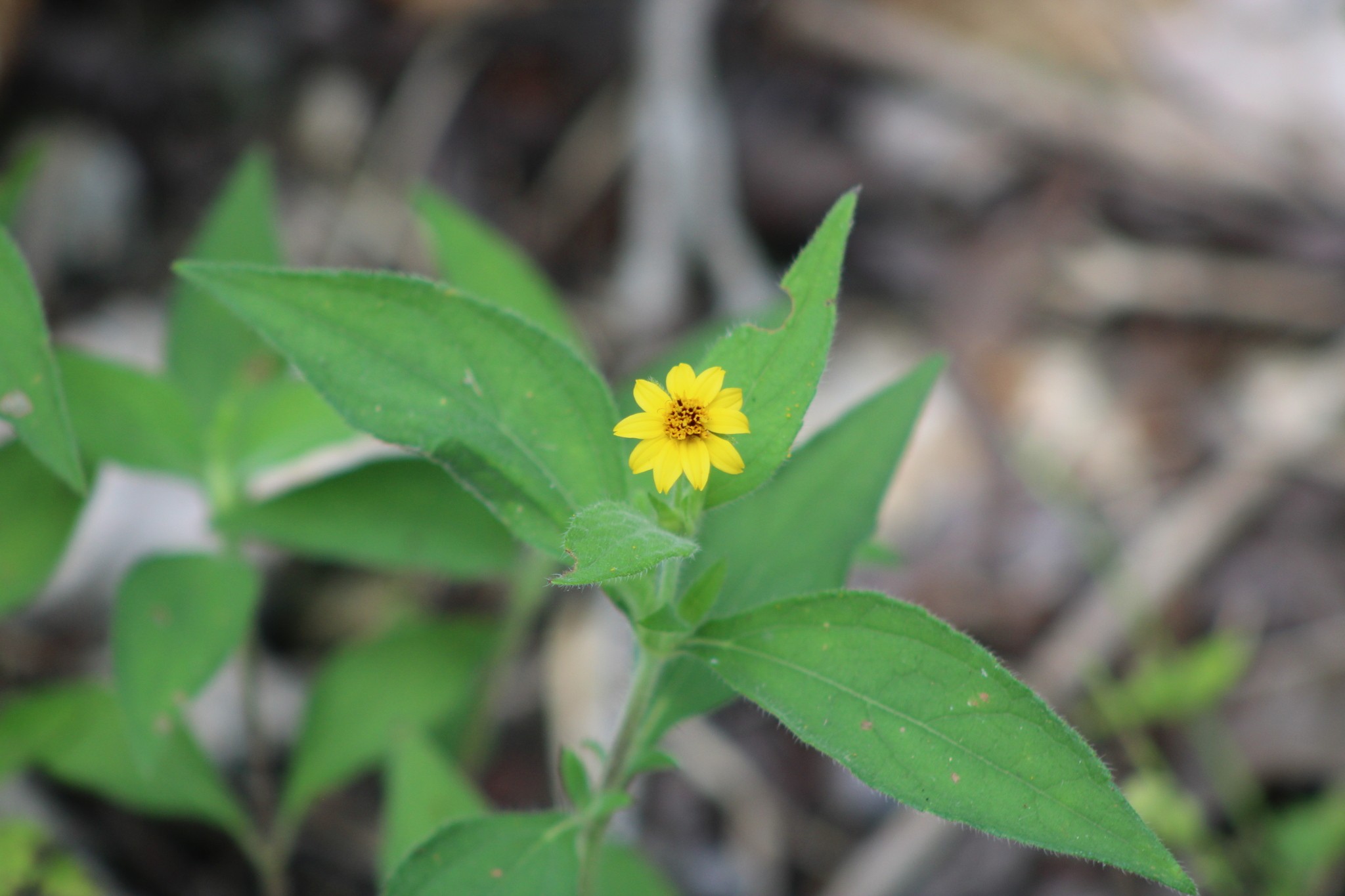 Zexmenia — whole plant