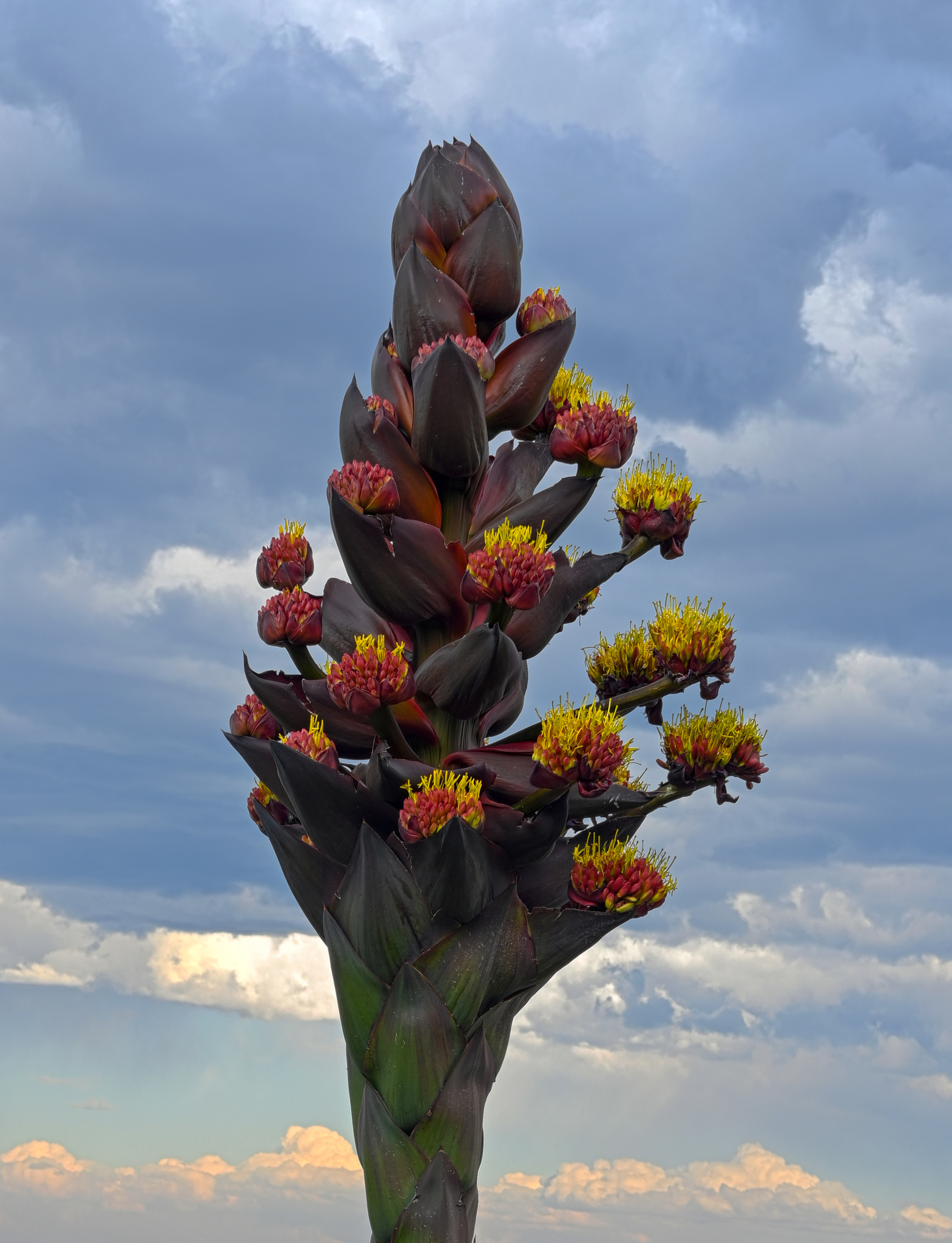 Agave, Jaws — whole plant