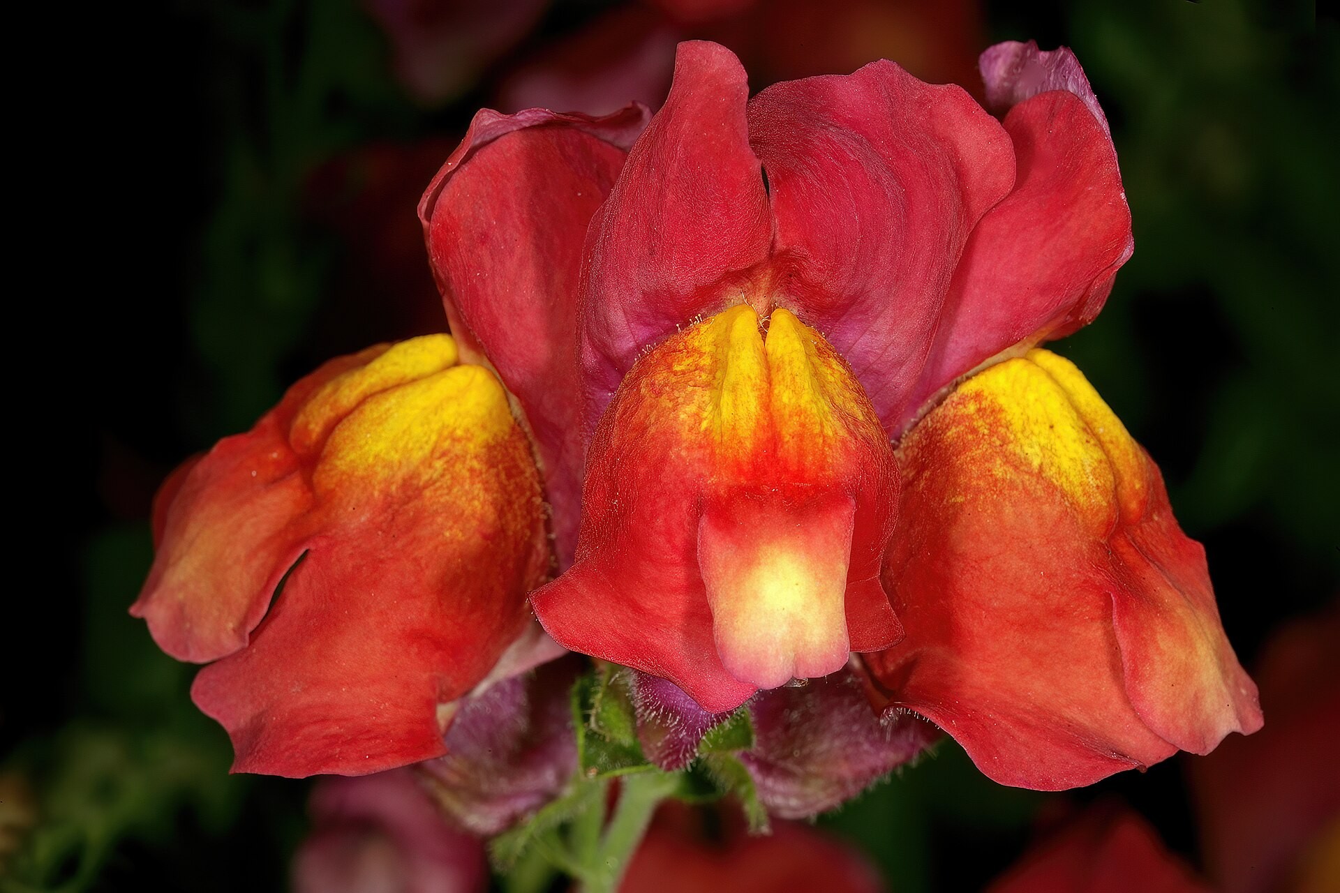 Snapdragon, Sonnet — whole plant