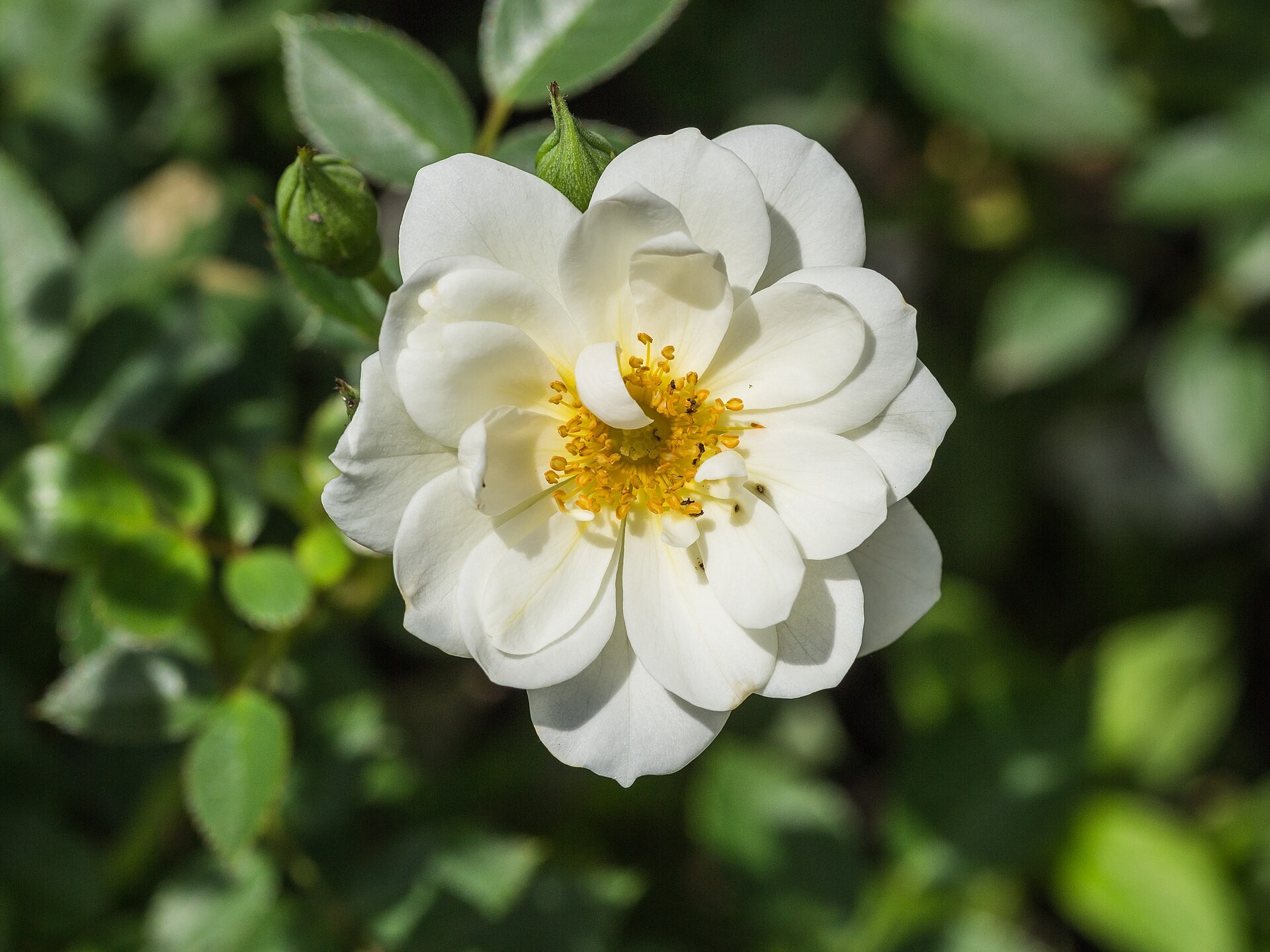Rose, Peggy Martin — whole plant