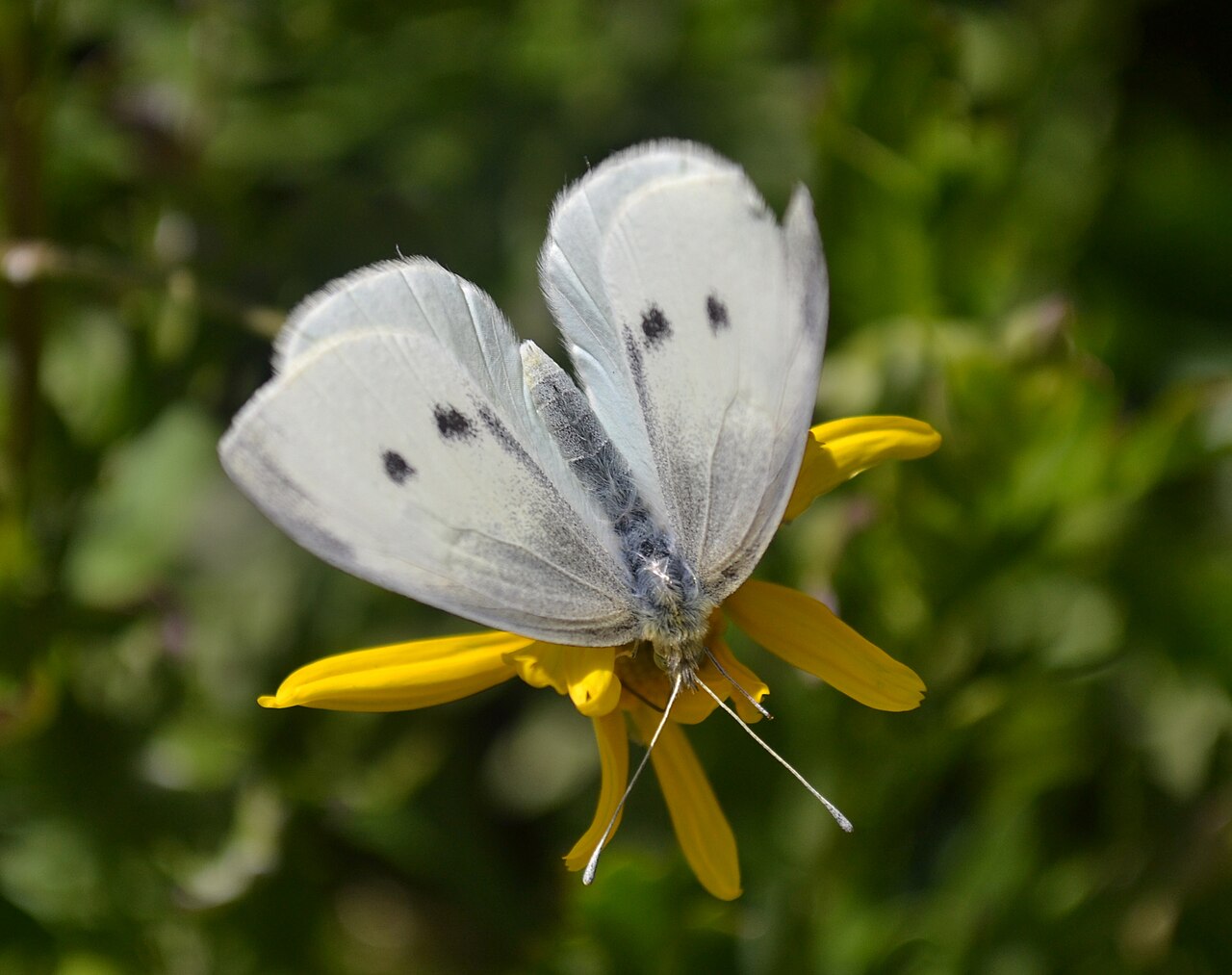 Euryops, Bush Daisy — flowers or notable detail