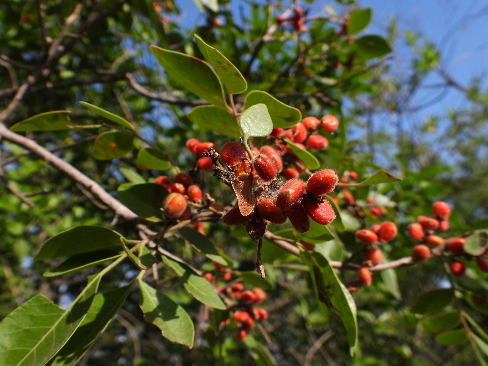 Sumac, Evergreen — whole plant