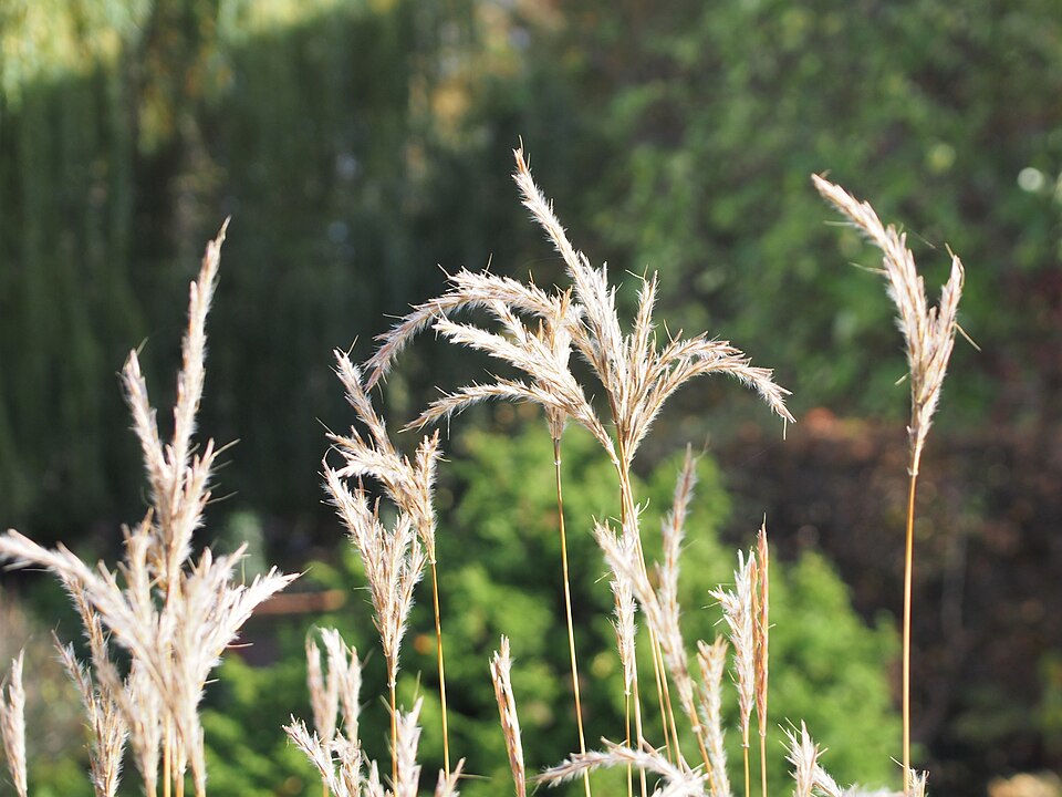 Grass, Little Bluestem — whole plant