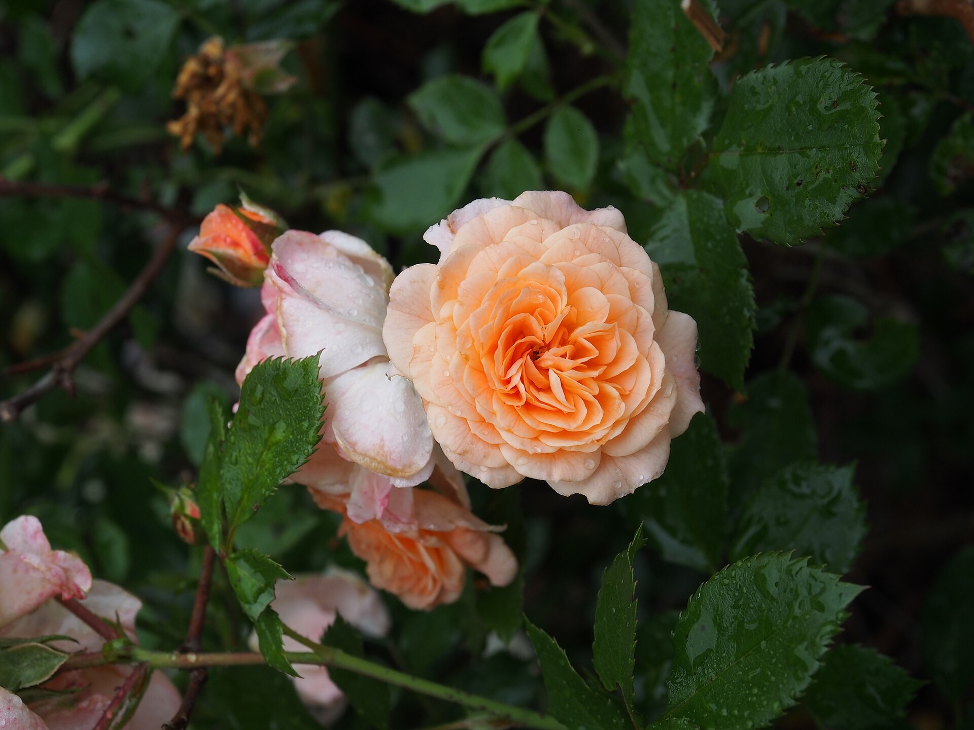 Rose, Drift - Red, Coral, White, Pink, Popcorn — whole plant