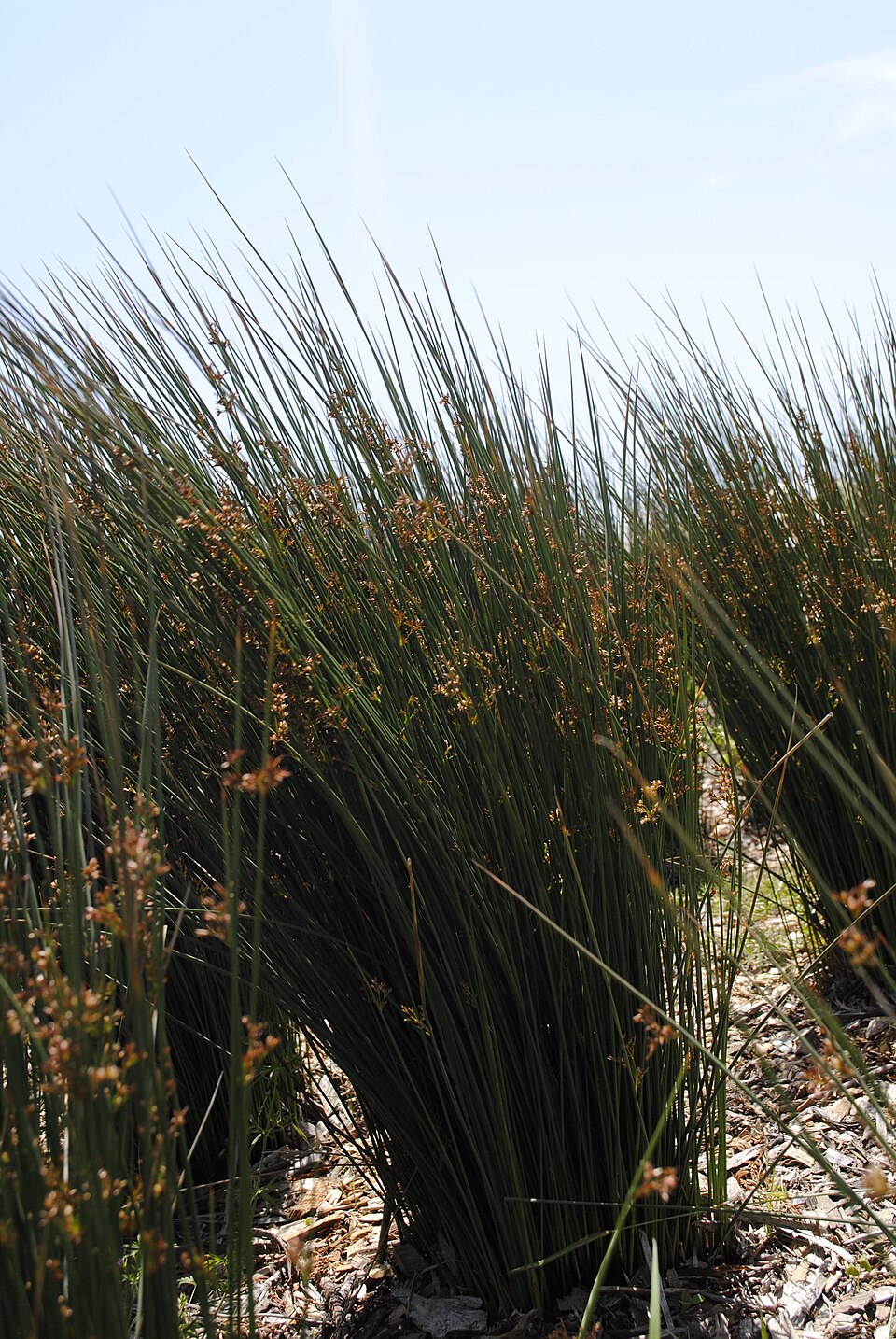 Juncus, Blue Rush — flowers or notable detail
