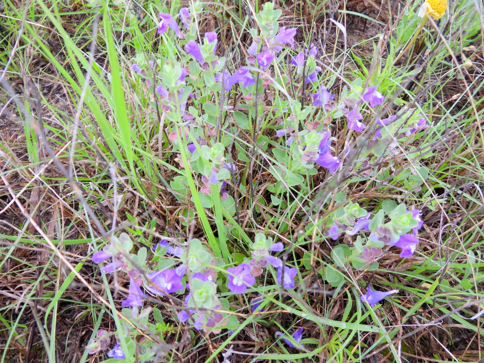 Skullcap, Purple — whole plant