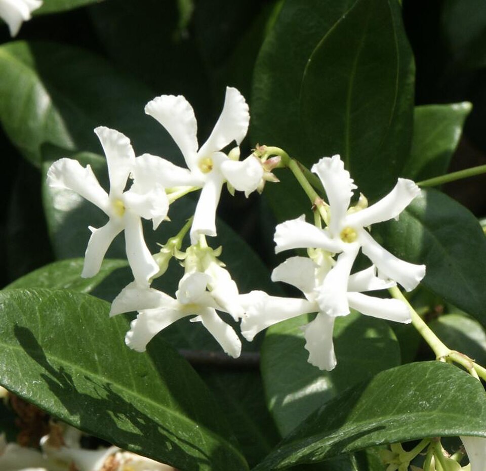 Jasmine, Confederate, Star — whole plant