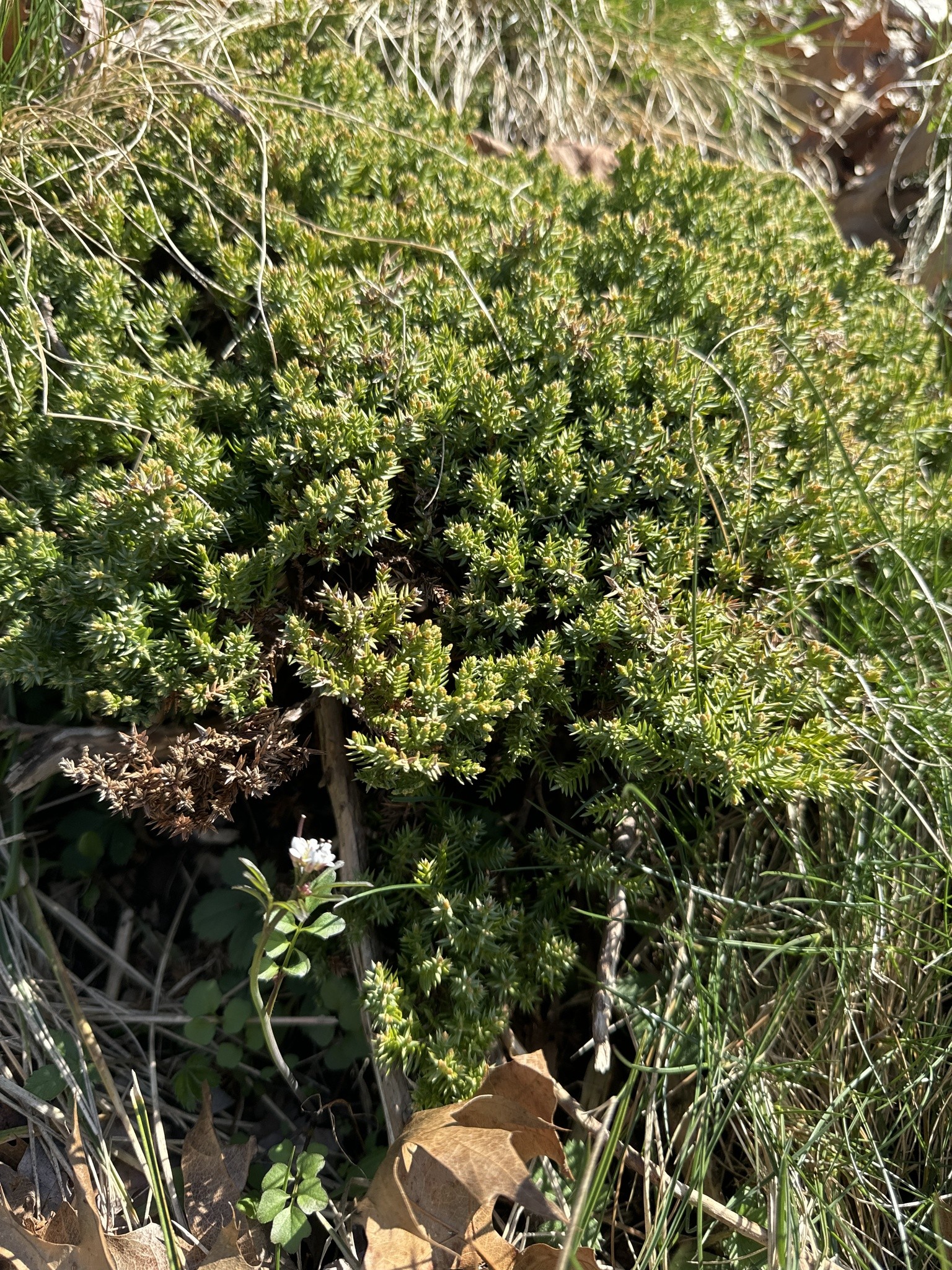 Juniper, Green Mound — flowers or notable detail