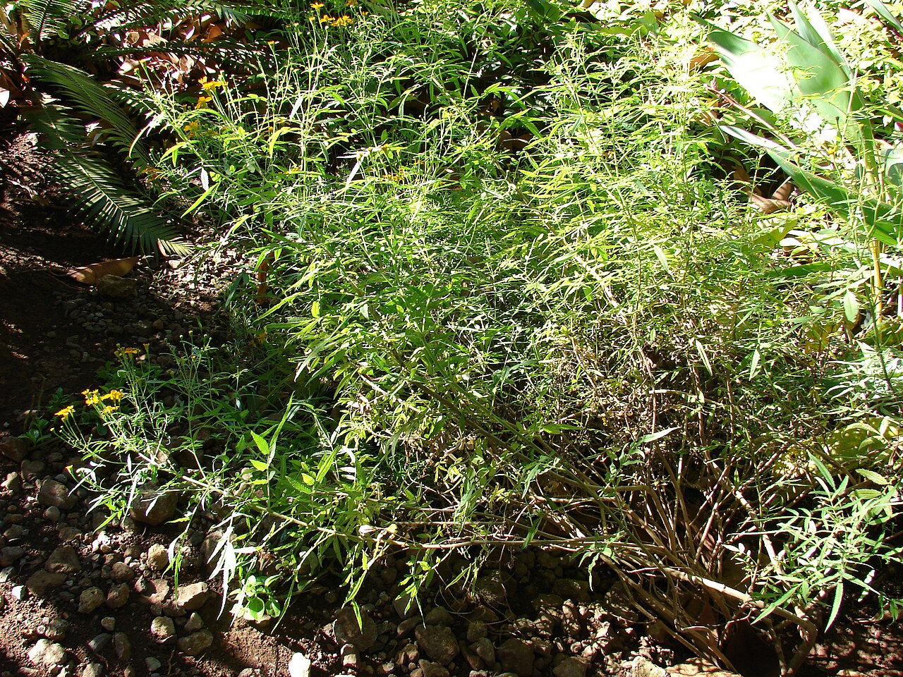 Copper Canyon Daisy — whole plant