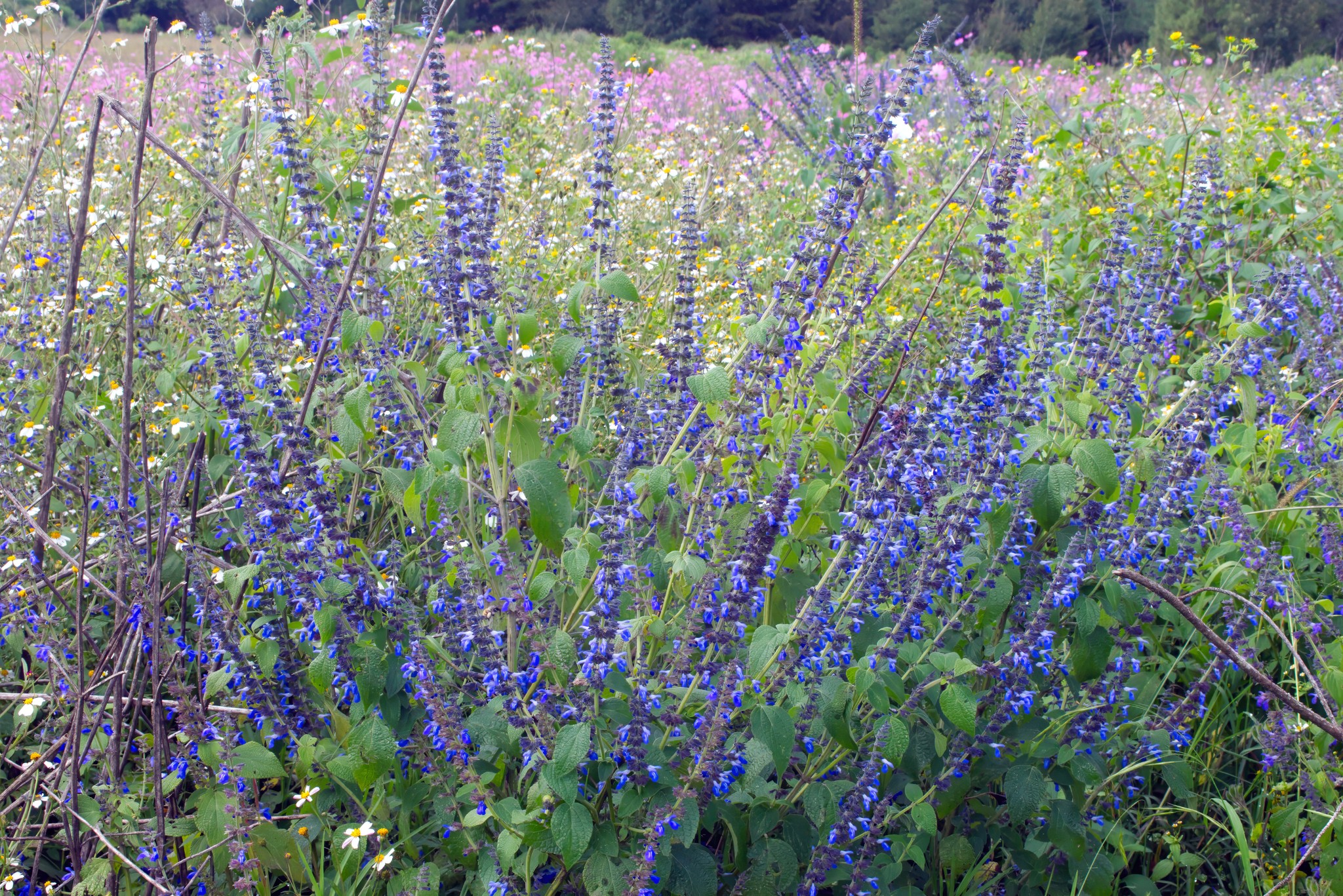 Mystic Spires Salvia — flowers or notable detail