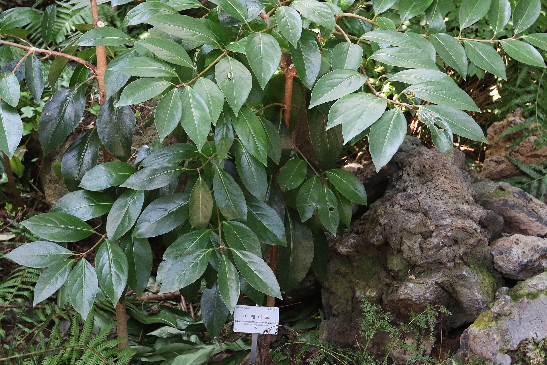 Viburnum Awabuki — whole plant