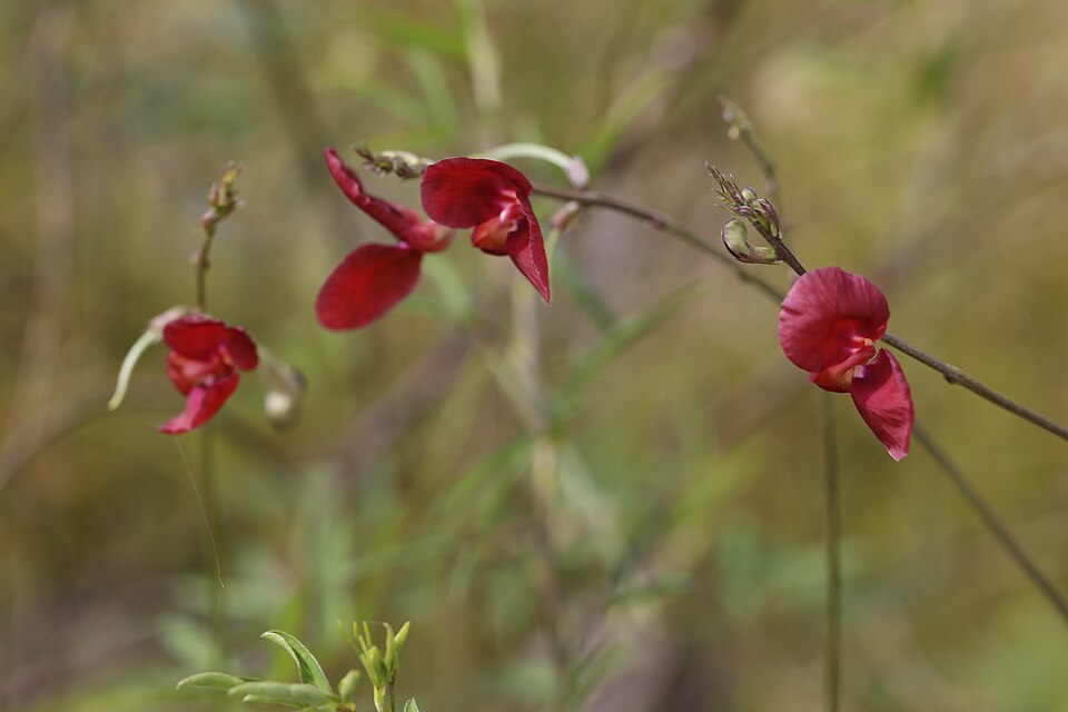 Mountain Pea — whole plant