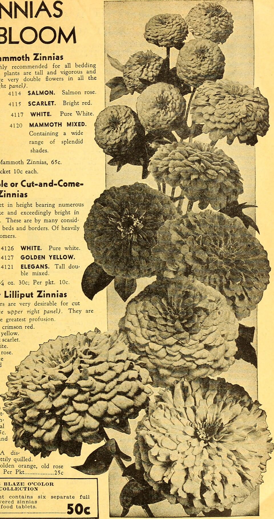 Zinnia — whole plant