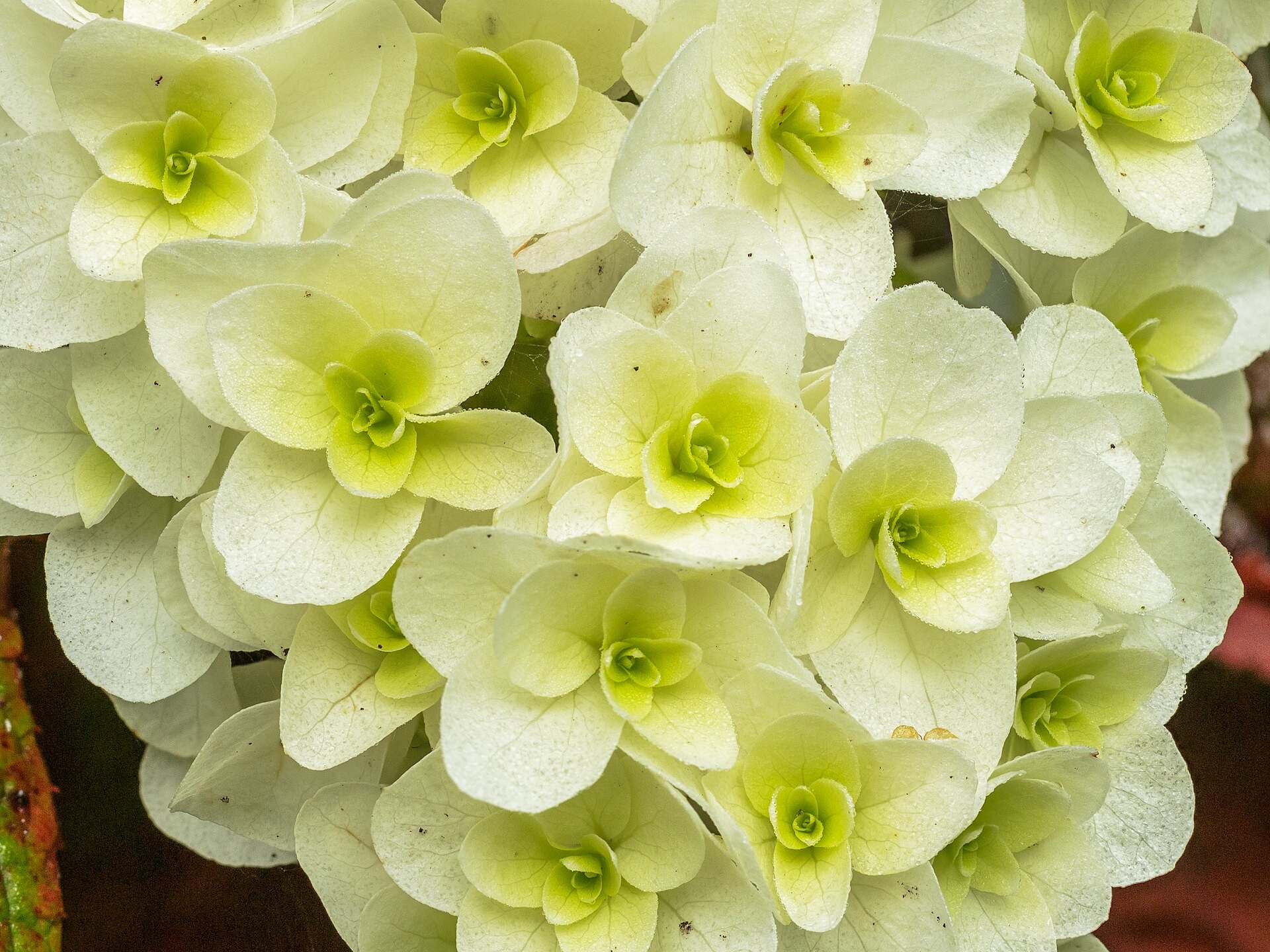 Hydrangea, Oak Leaf — flowers or notable detail