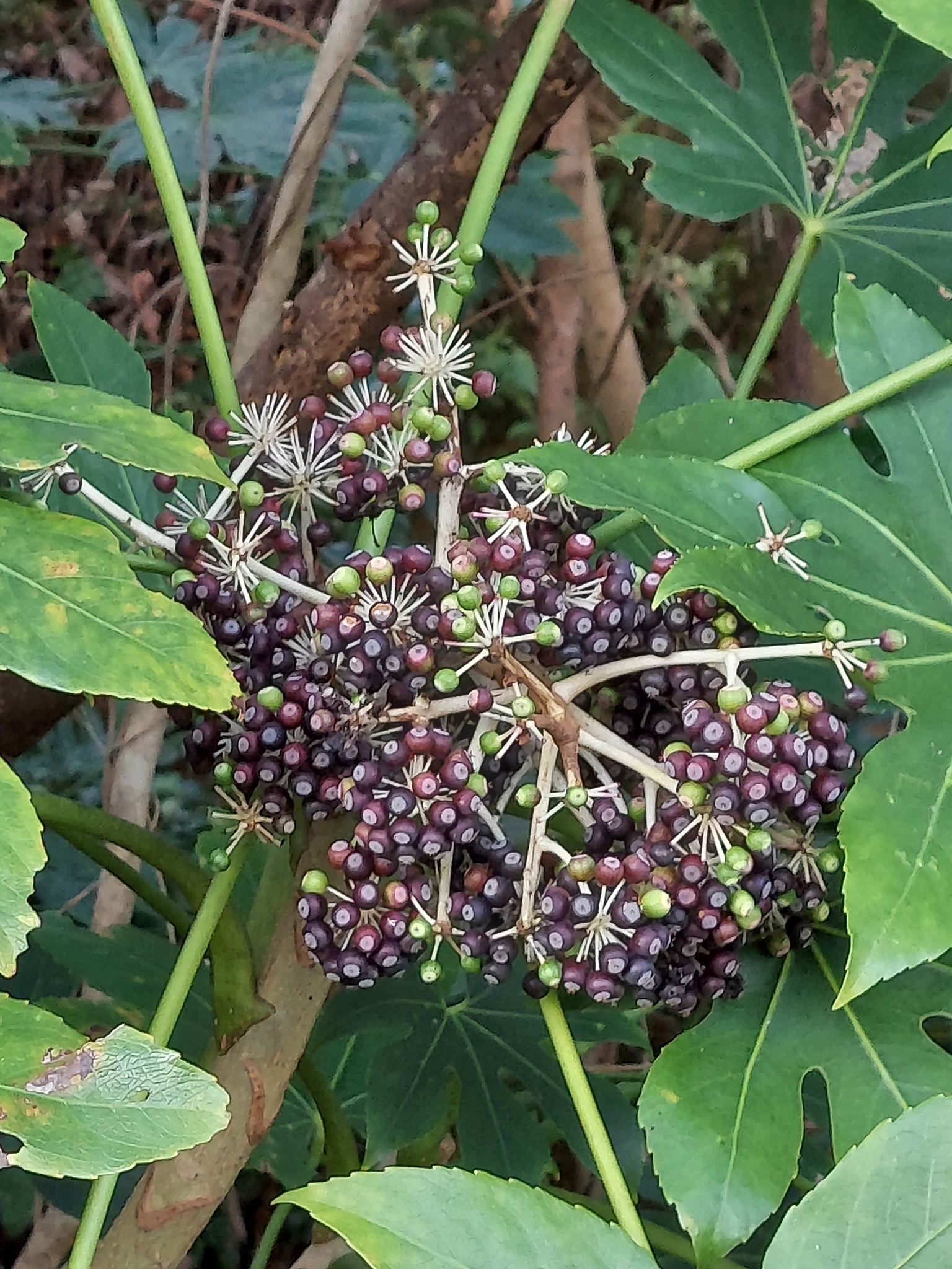 Aralia — flowers or notable detail