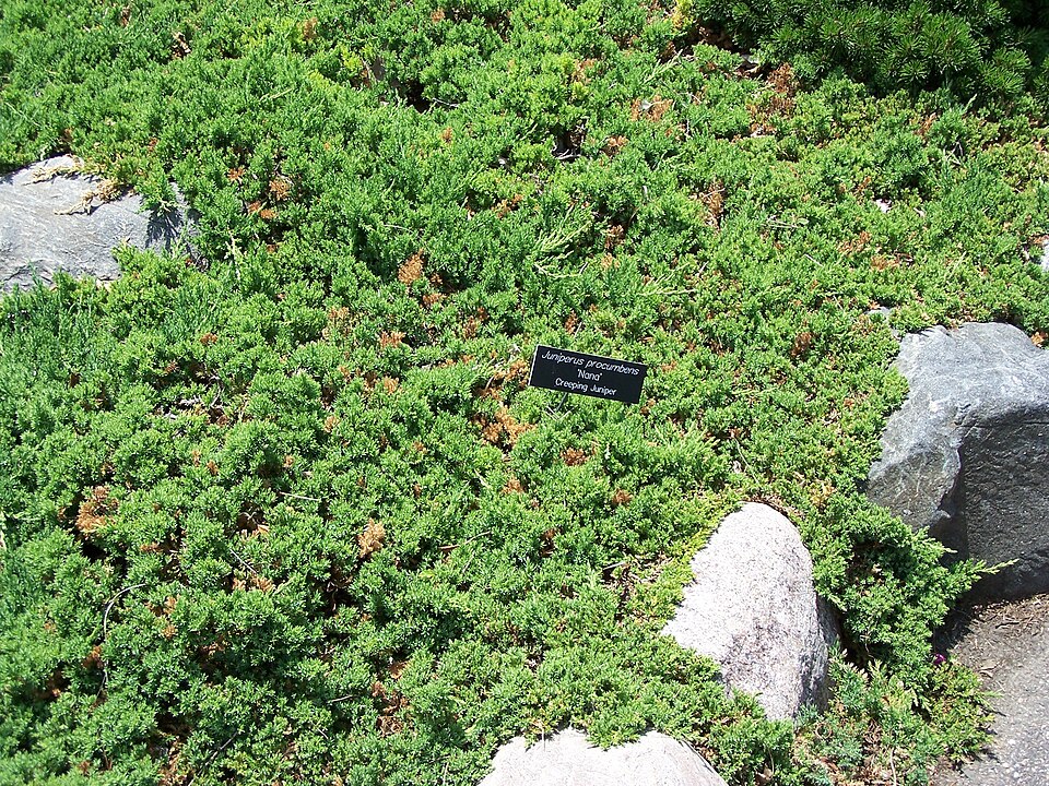 Juniper, Green Mound — whole plant