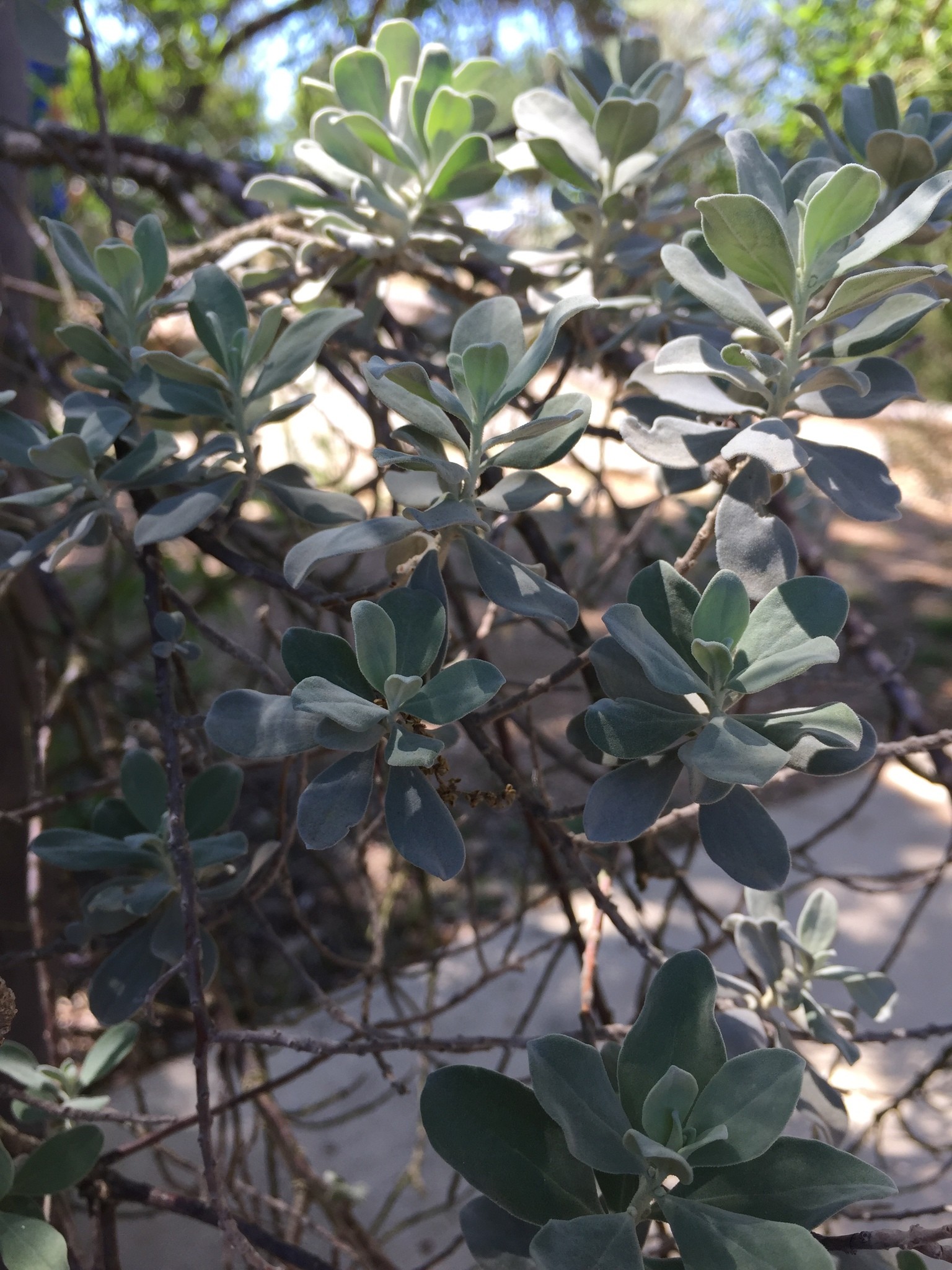 Texas Sage Compact — whole plant