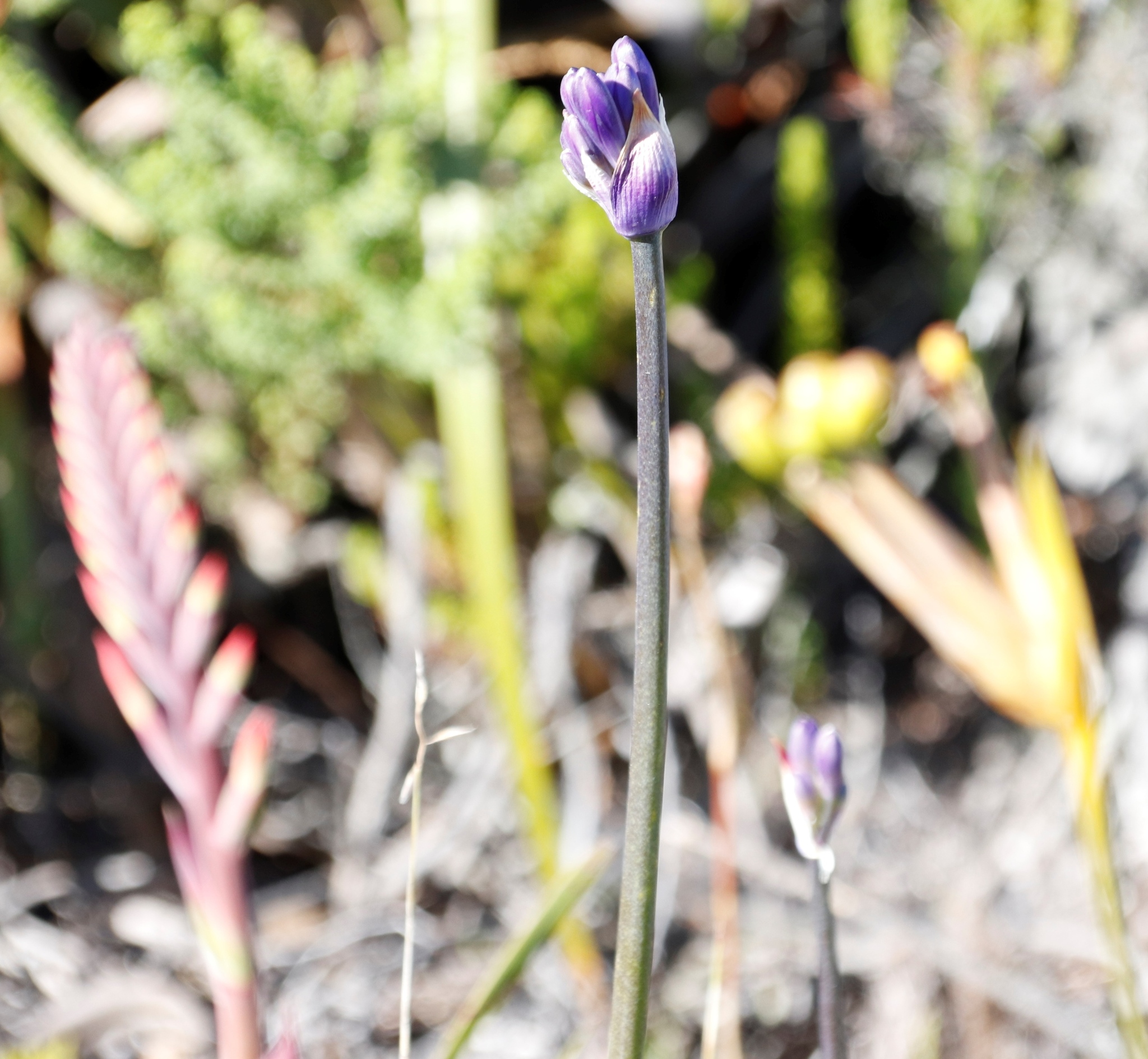 Agapanthus Regular — whole plant